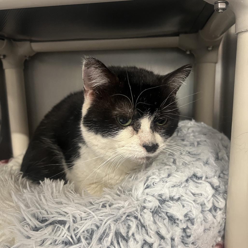 Enlarge Dr. Pepper, a Adoptable Domestic Short Hair in Mentor, OH image 2/6