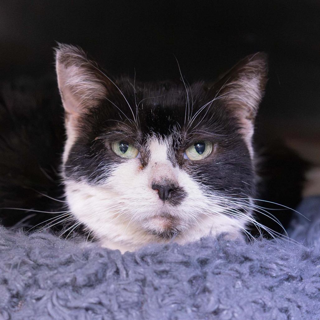 Enlarge Dr. Pepper, a Adoptable Domestic Short Hair in Mentor, OH image 3/6