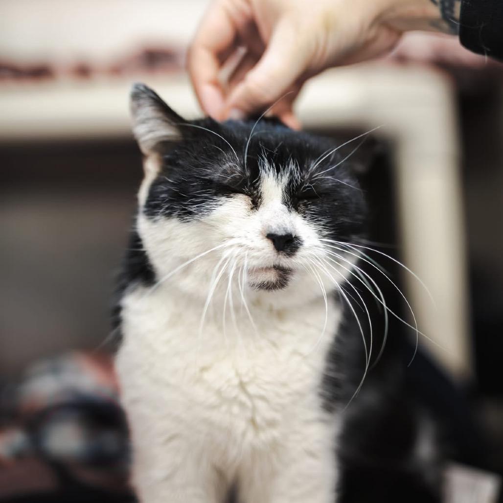 Enlarge Dr. Pepper, a Adoptable Domestic Short Hair in Mentor, OH image 4/6