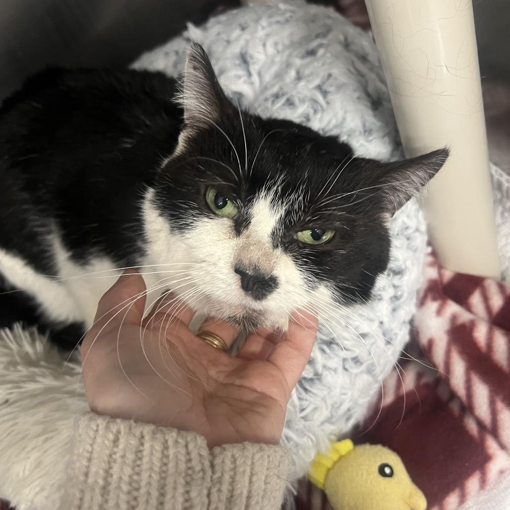 Enlarge Dr. Pepper, a Adoptable Domestic Short Hair in Mentor, OH image 5/6