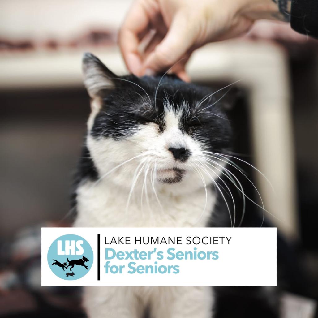 Enlarge Dr. Pepper, a Adoptable Domestic Short Hair in Mentor, OH image 6/6