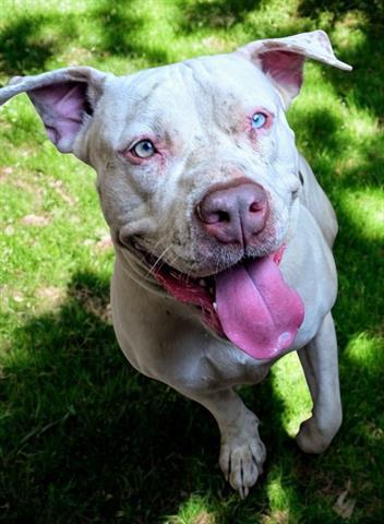 Enlarge CERULEAN, a Adoptable Pit Bull Terrier in Akron, OH image 2/2