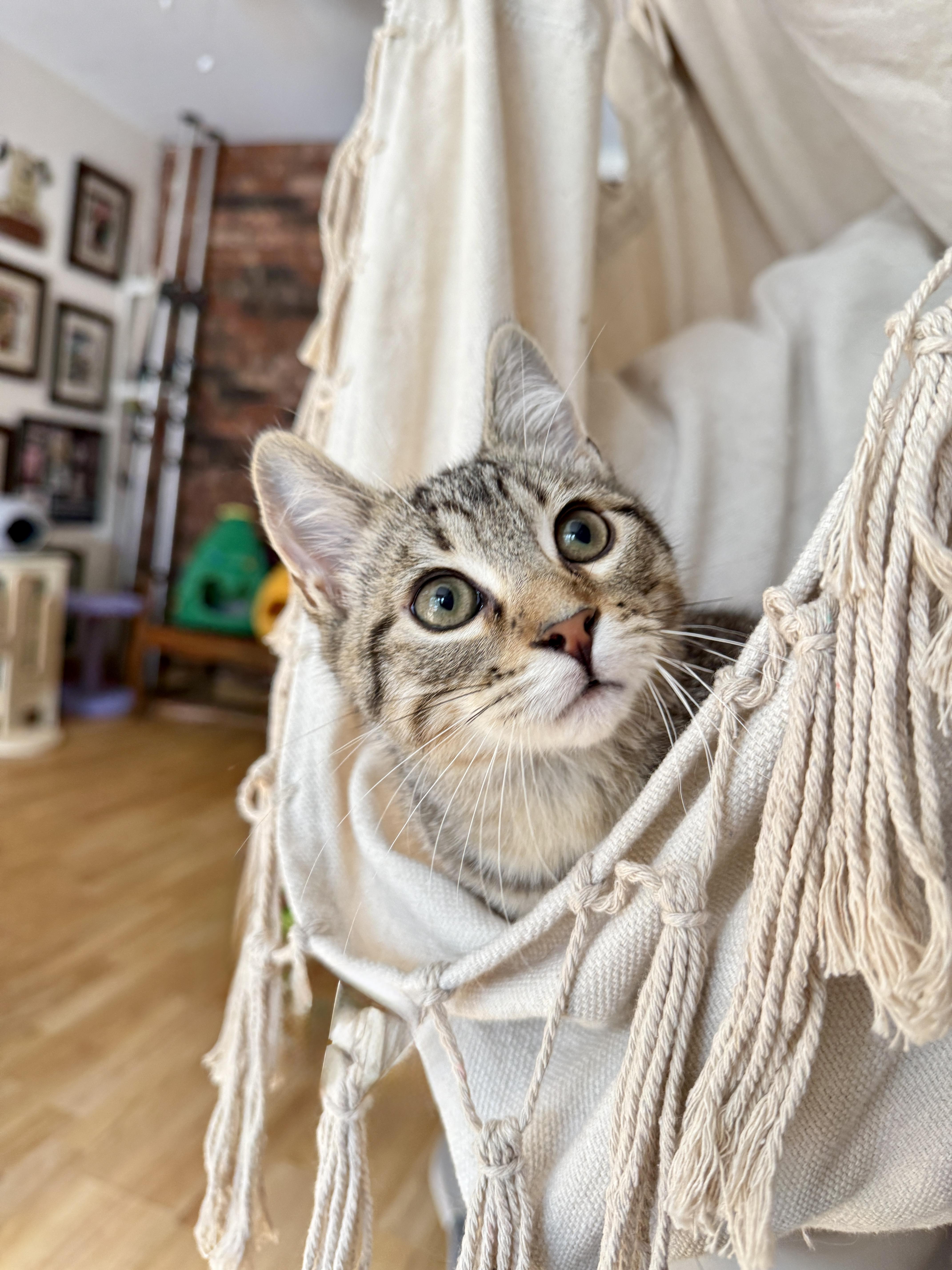 Toblerone, ADOPTABLE, Kitten Male Tabby.
