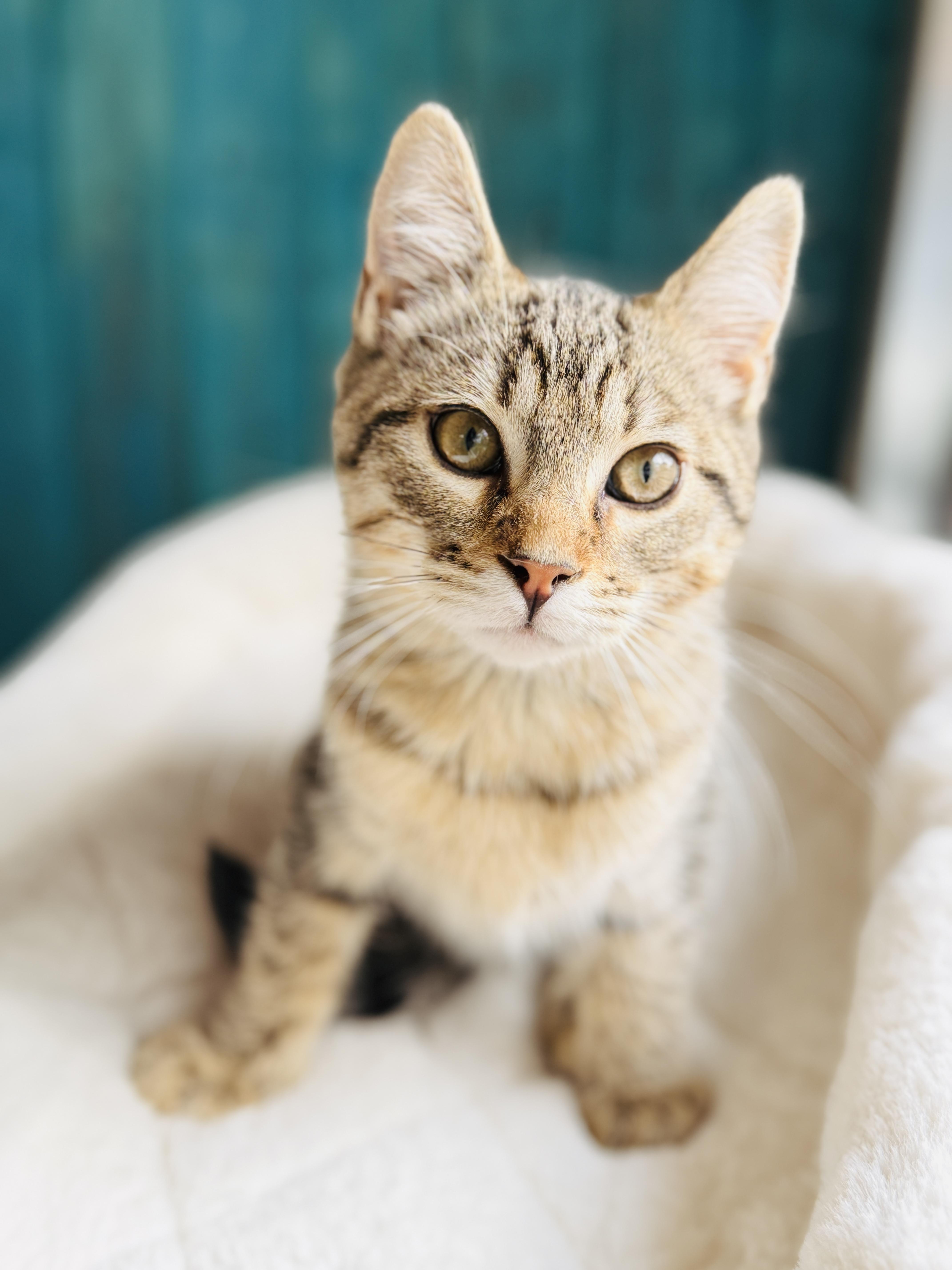 Enlarge Toblerone, a ADOPTABLE mixed breed in Keller, TX image 2/6