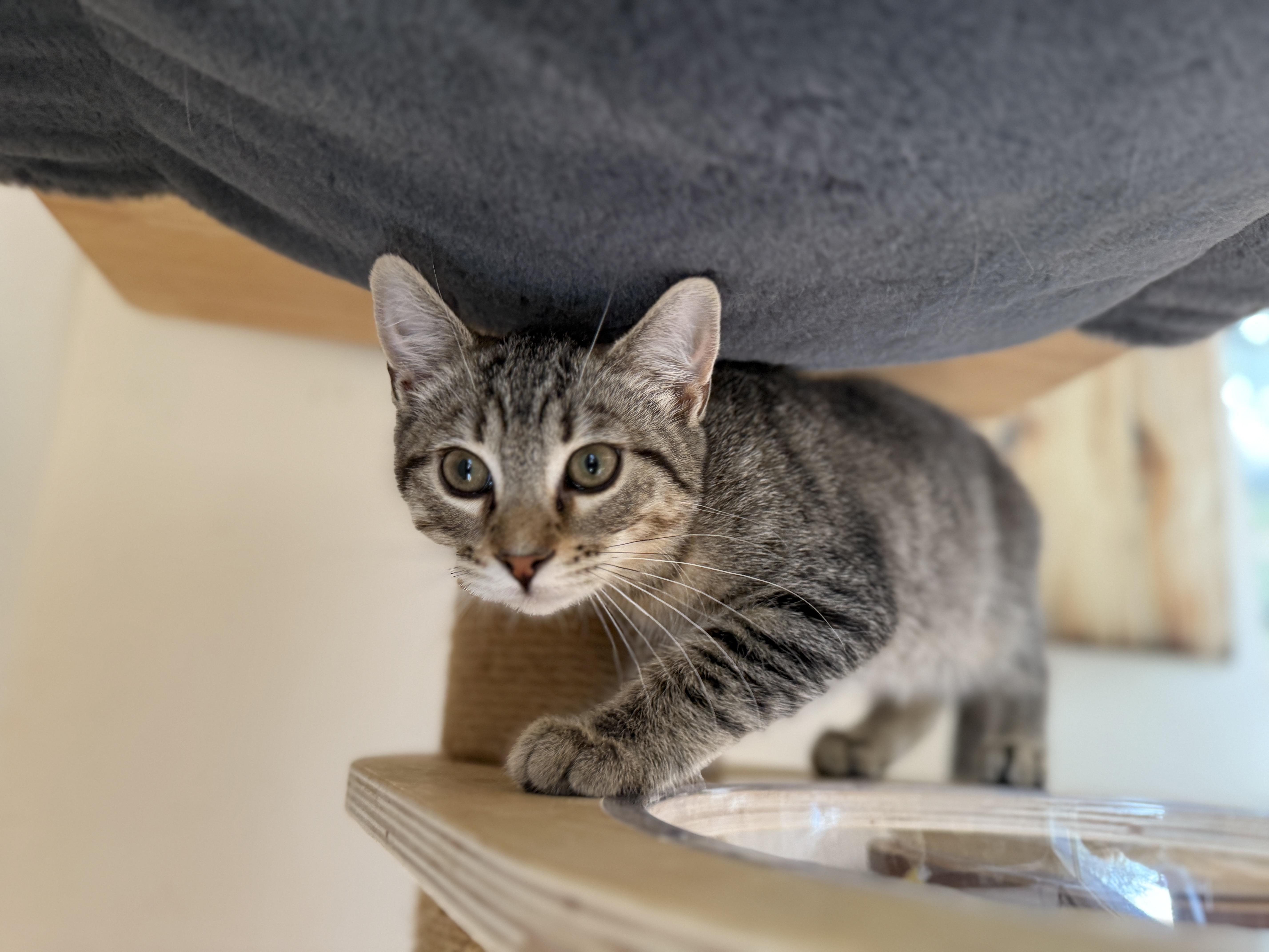 Enlarge Toblerone, a ADOPTABLE mixed breed in Keller, TX image 3/6