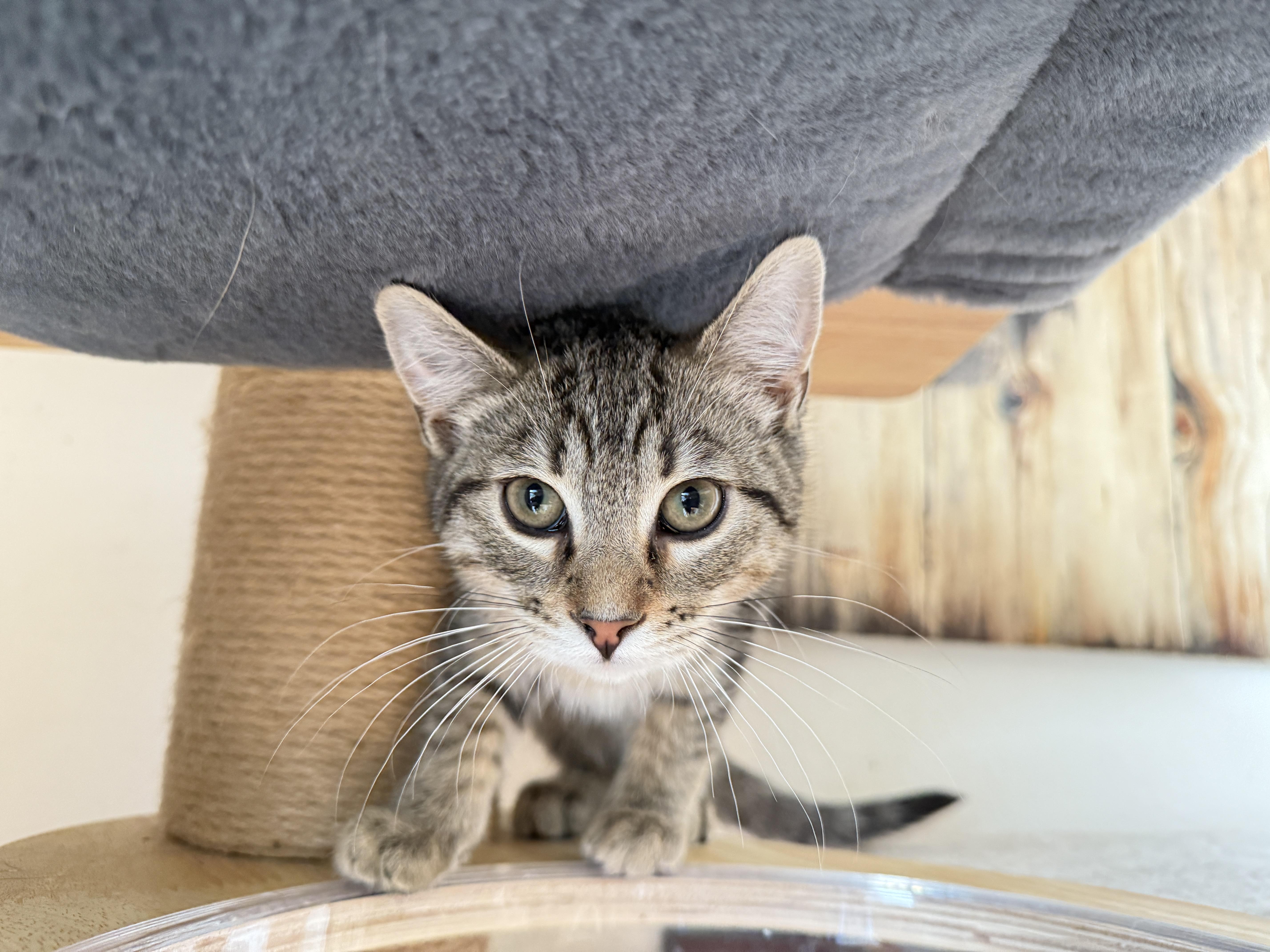 Enlarge Toblerone, a ADOPTABLE mixed breed in Keller, TX image 4/6