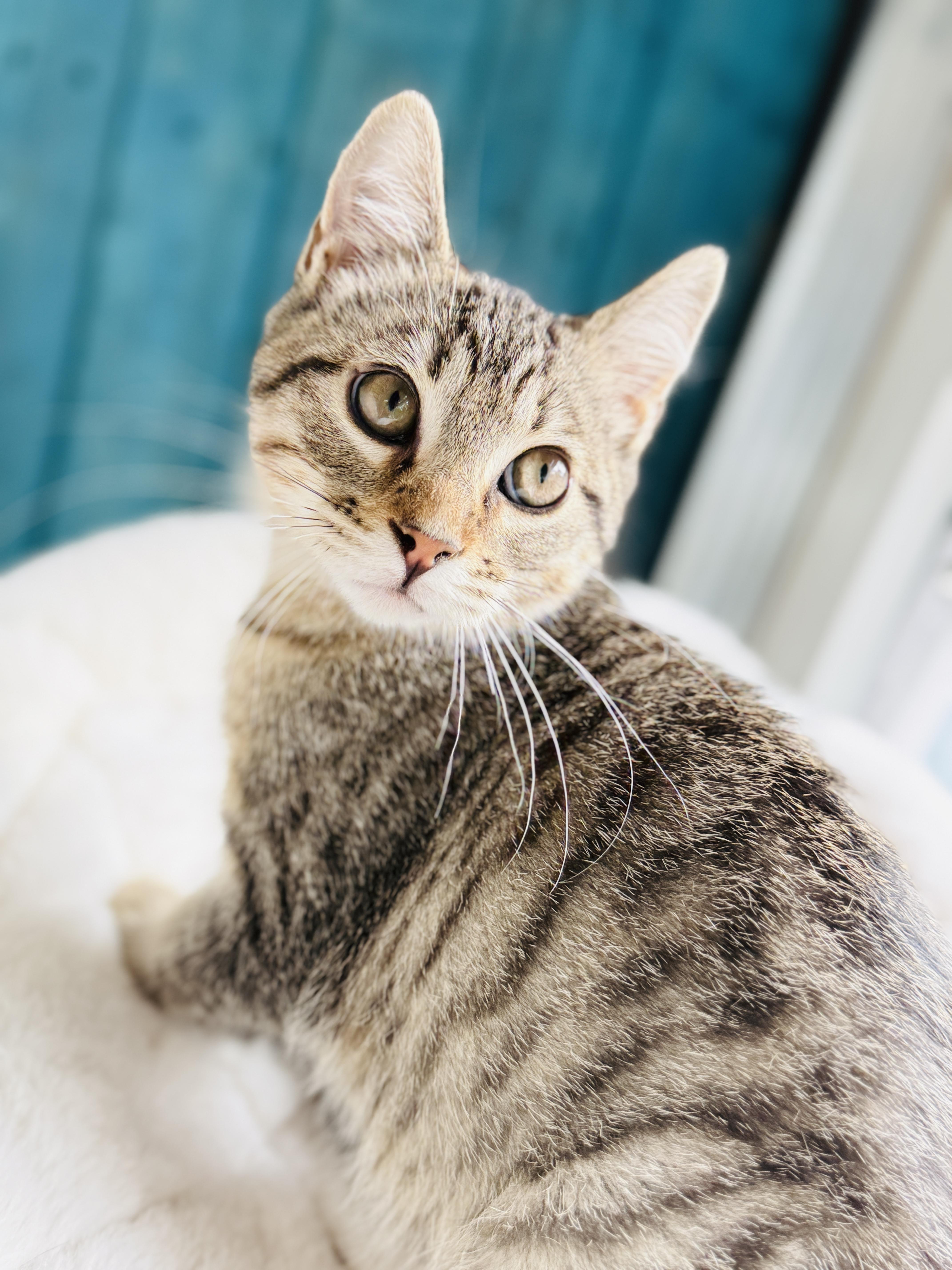 Enlarge Toblerone, a ADOPTABLE mixed breed in Keller, TX image 5/6