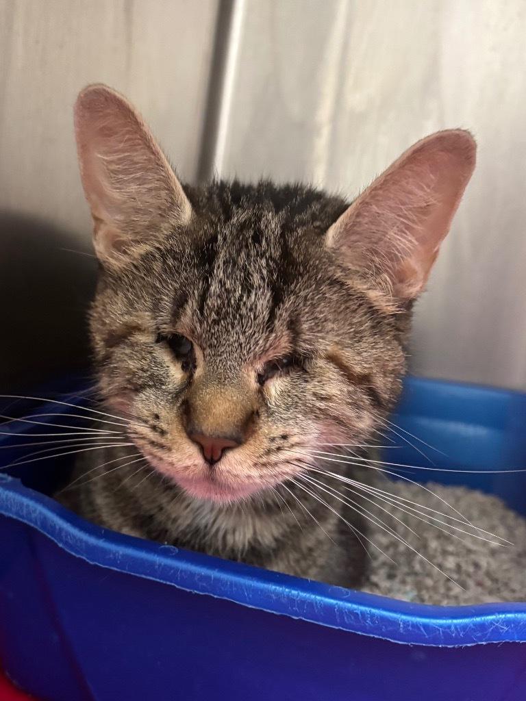 Marvel (blind kitten)