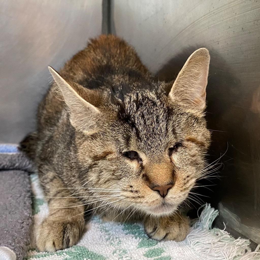 Marvel (blind kitten)