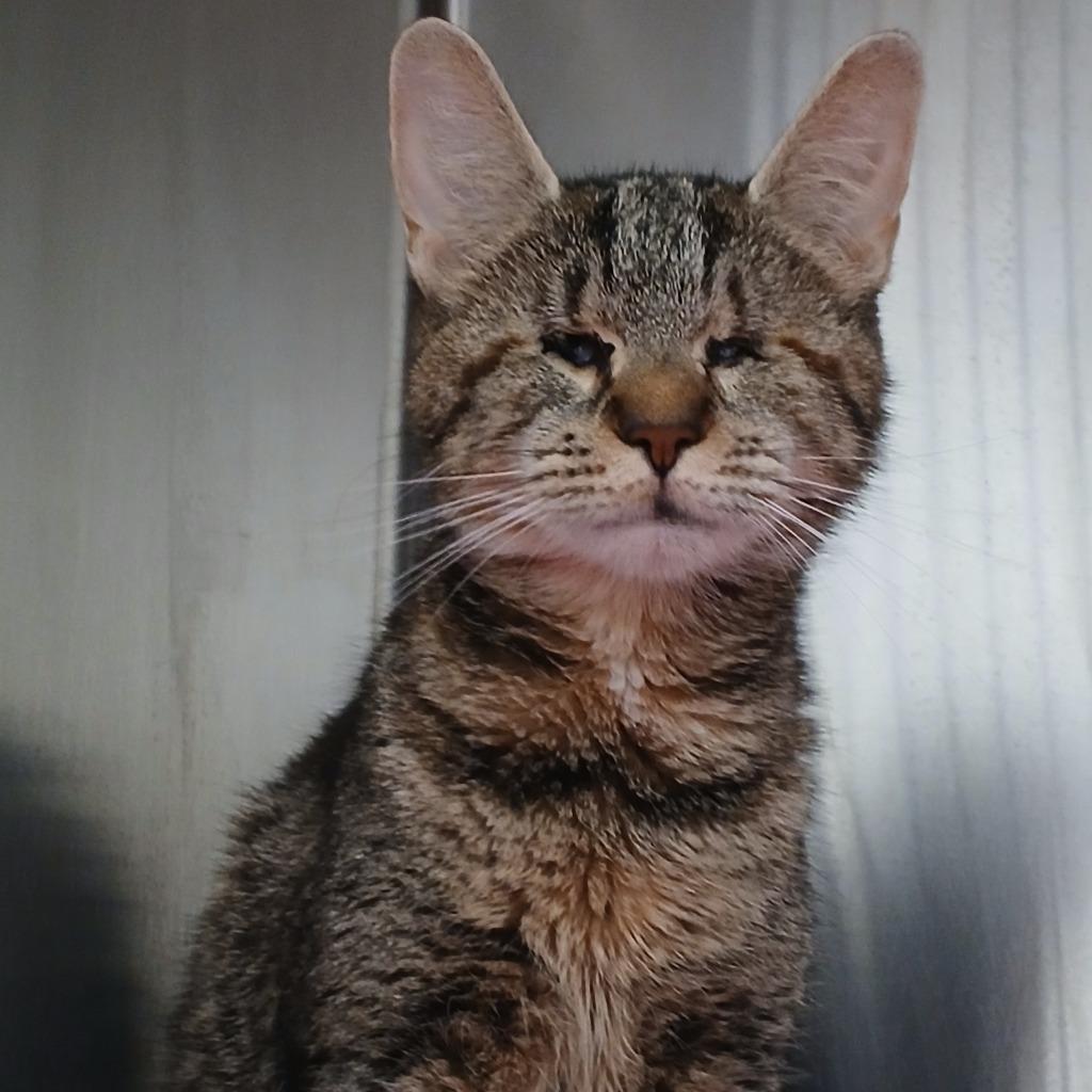 Marvel (blind kitten)