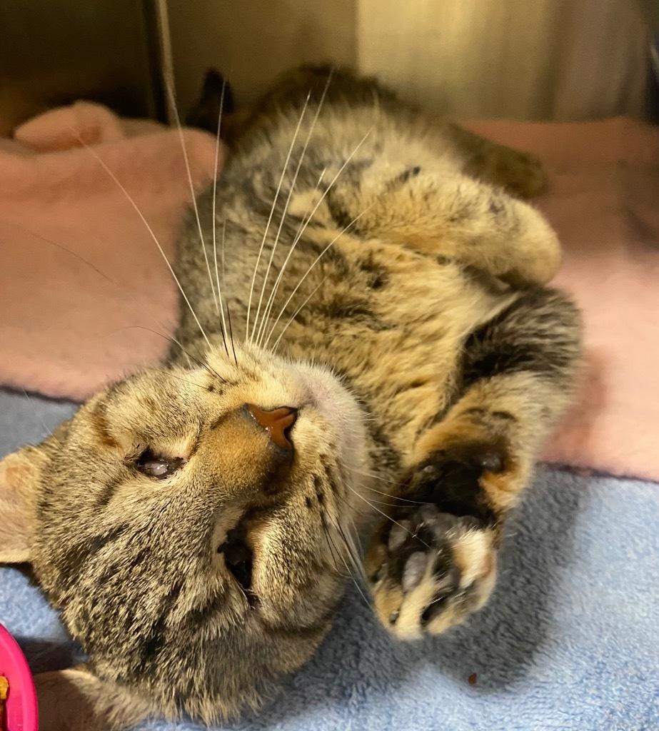 Marvel (blind kitten)