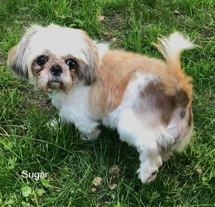 Sugar, Adoptable, Young Female Shih Tzu.