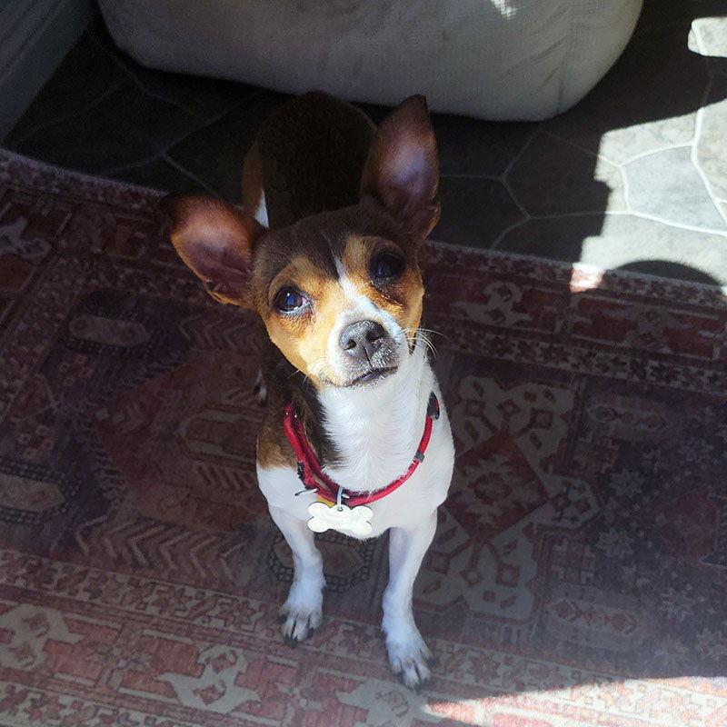 Evie (AZ), Adopted, Adult Female Rat Terrier.