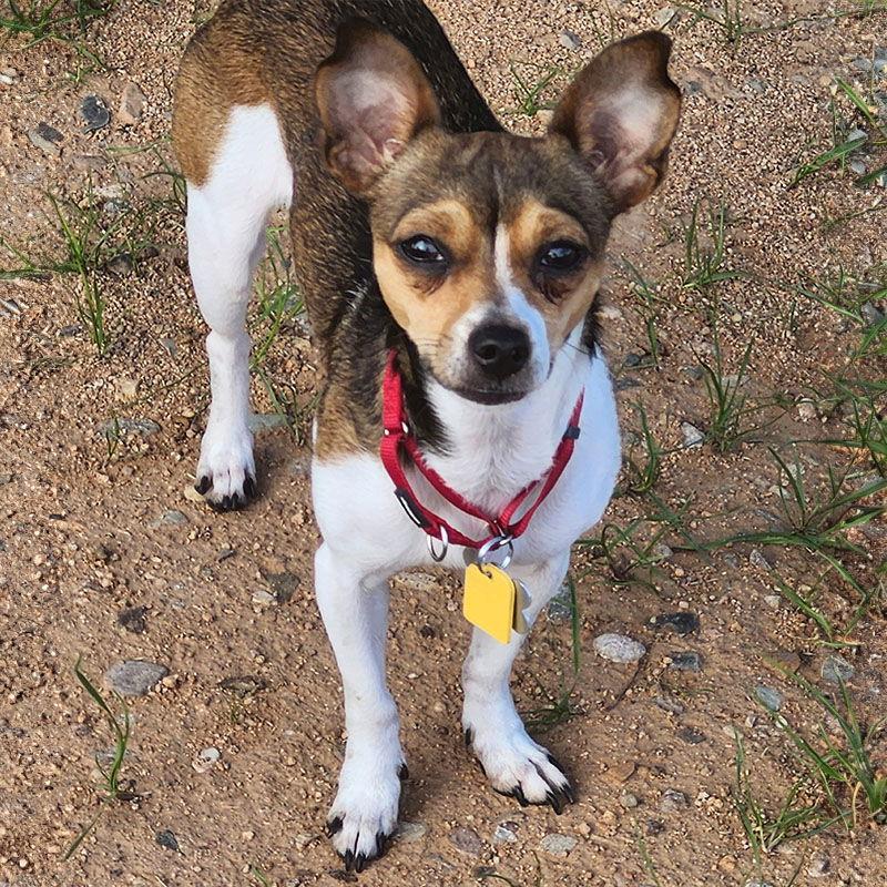 Enlarge Evie (AZ), a Adopted Rat Terrier in Atlanta, GA image 2/3