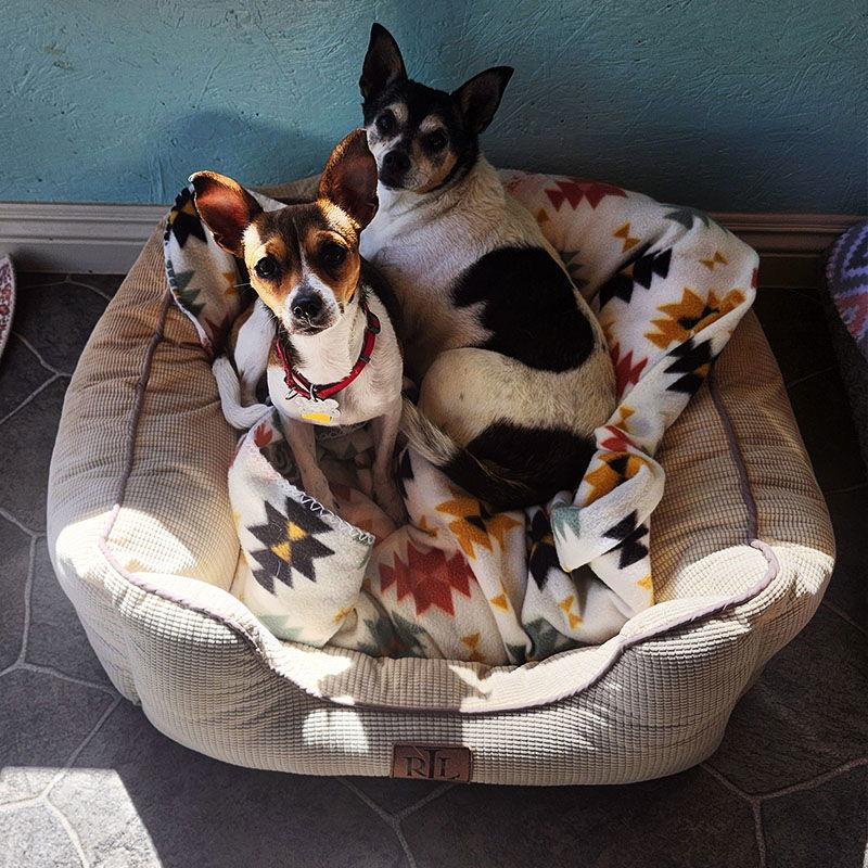 Enlarge Evie (AZ), a Adopted Rat Terrier in Atlanta, GA image 3/3