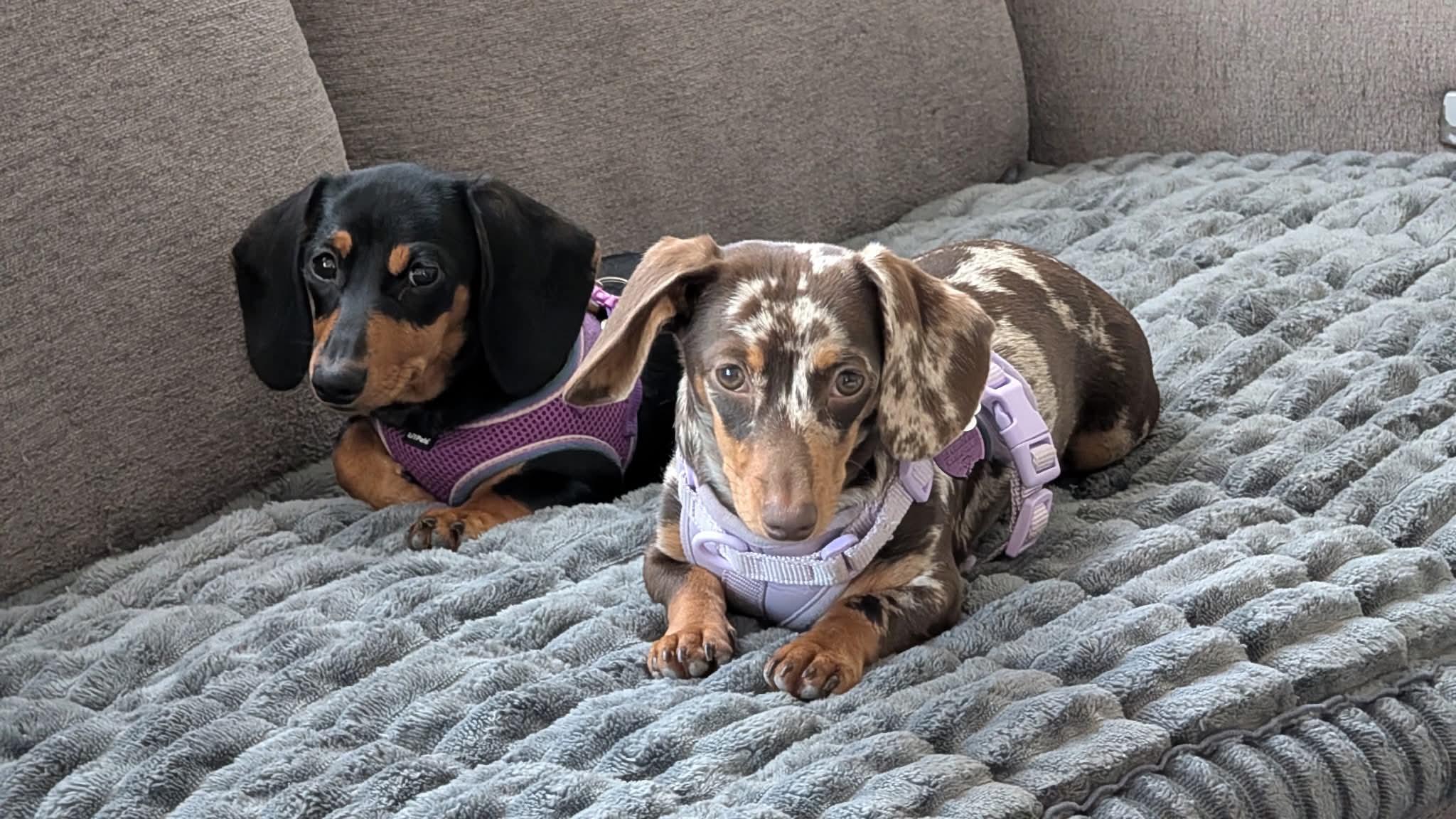 DOLCE AND COCO, Adopted, Young Female Dachshund.