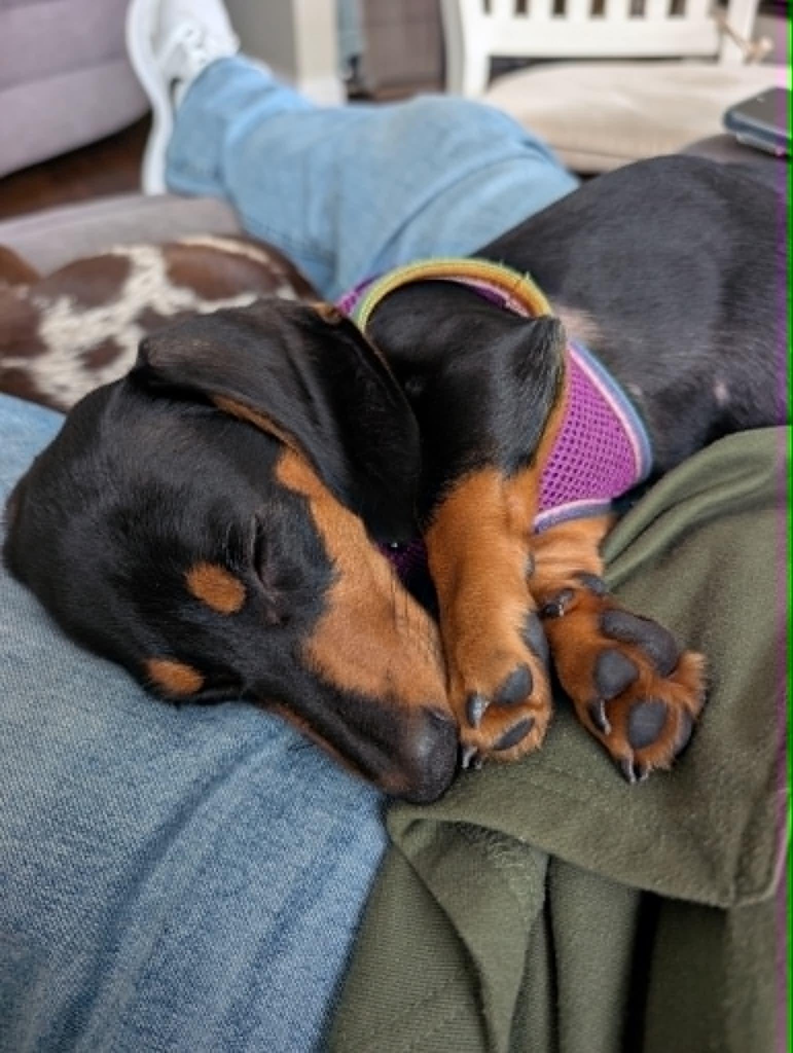 Enlarge DOLCE AND COCO, a Adopted Dachshund in Malverne, NY image 4/5