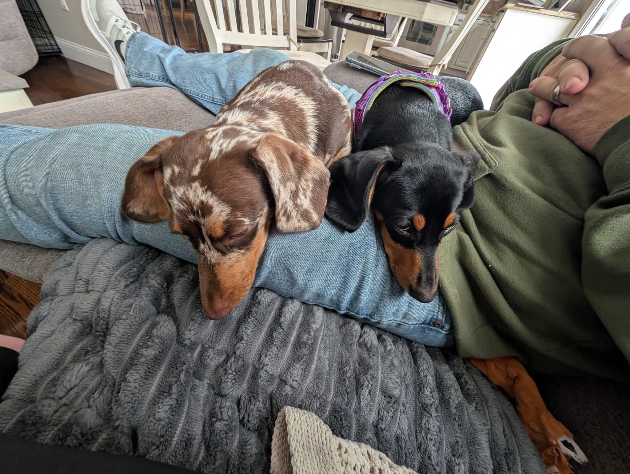 Enlarge DOLCE AND COCO, a Adopted Dachshund in Malverne, NY image 2/5