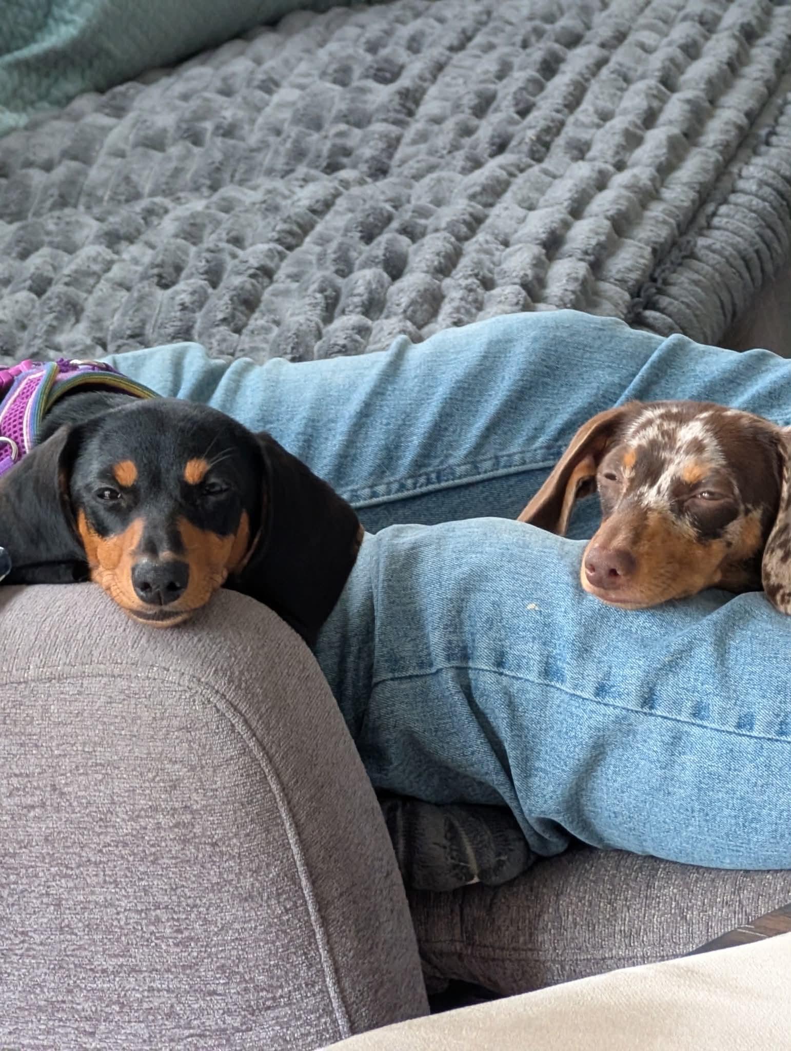Enlarge DOLCE AND COCO, a Adopted Dachshund in Malverne, NY image 3/5