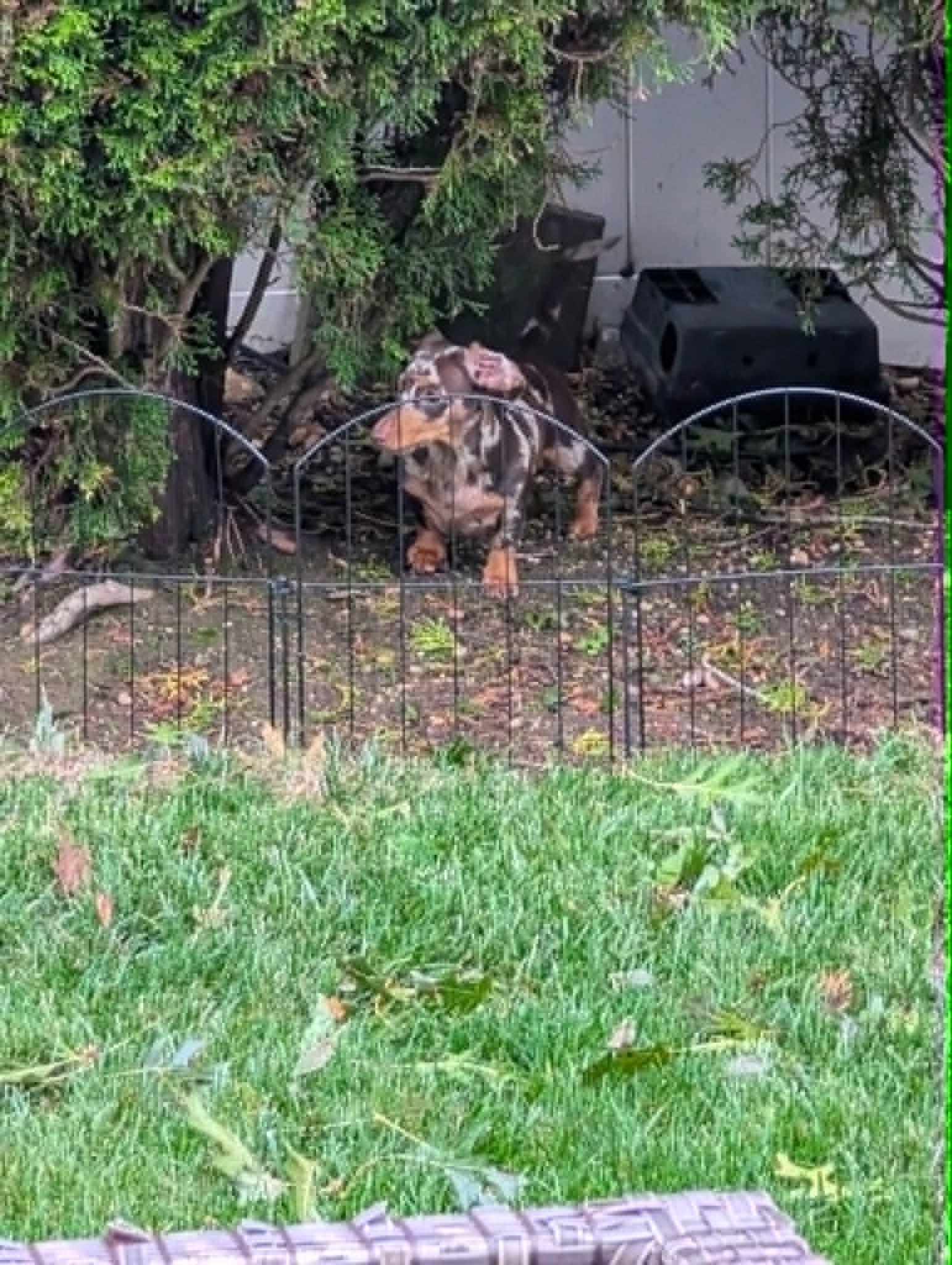 Enlarge DOLCE AND COCO, a Adopted Dachshund in Malverne, NY image 5/5