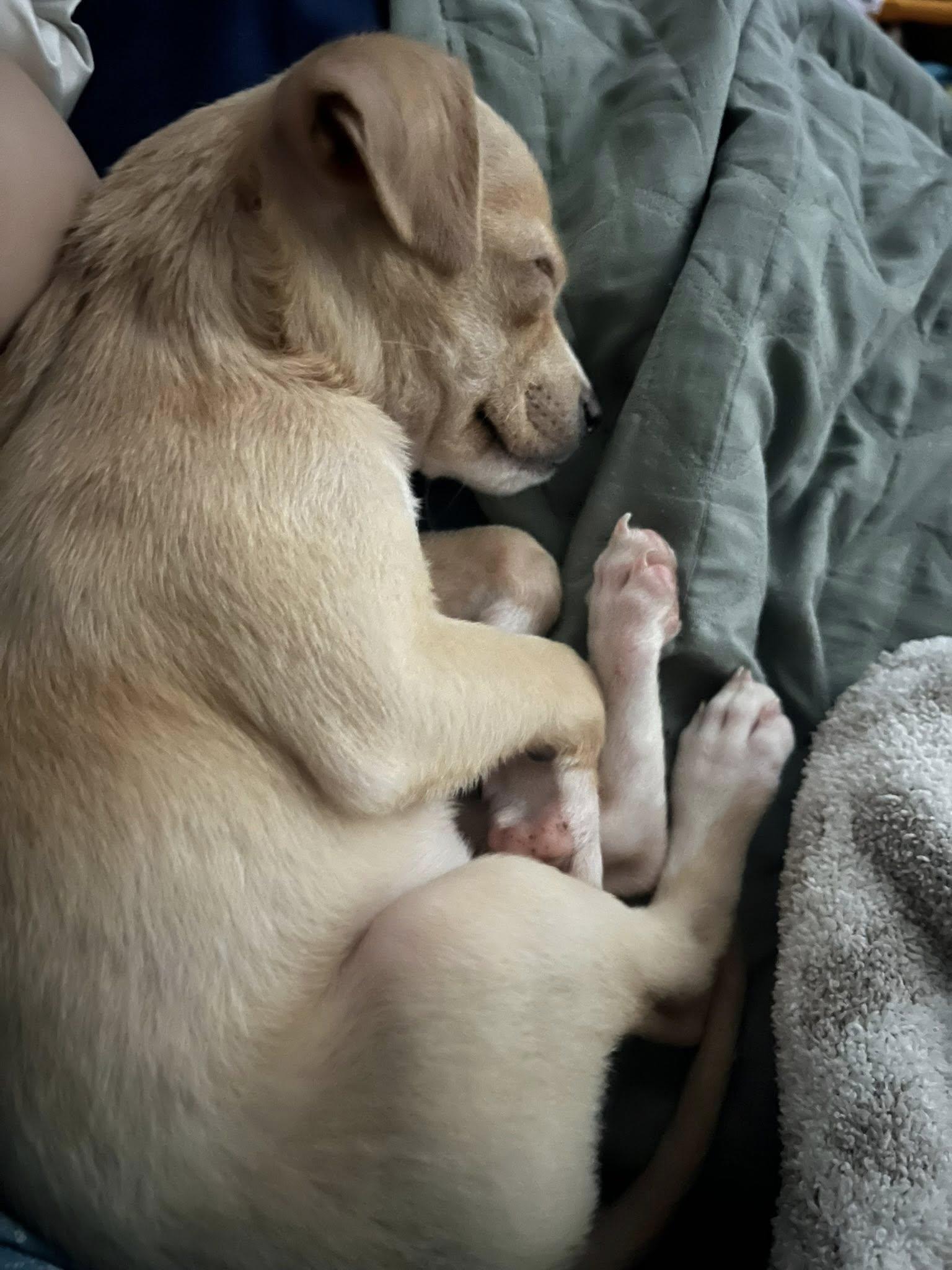Enlarge Butters, a Adopted Chihuahua in Greenville, SC image 1/2