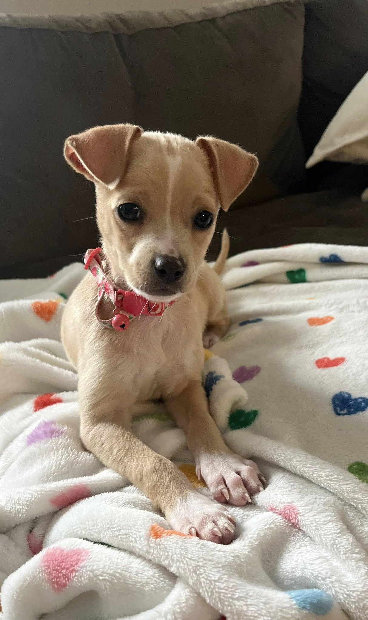 Enlarge Butters, a Adopted Chihuahua in Greenville, SC image 2/2