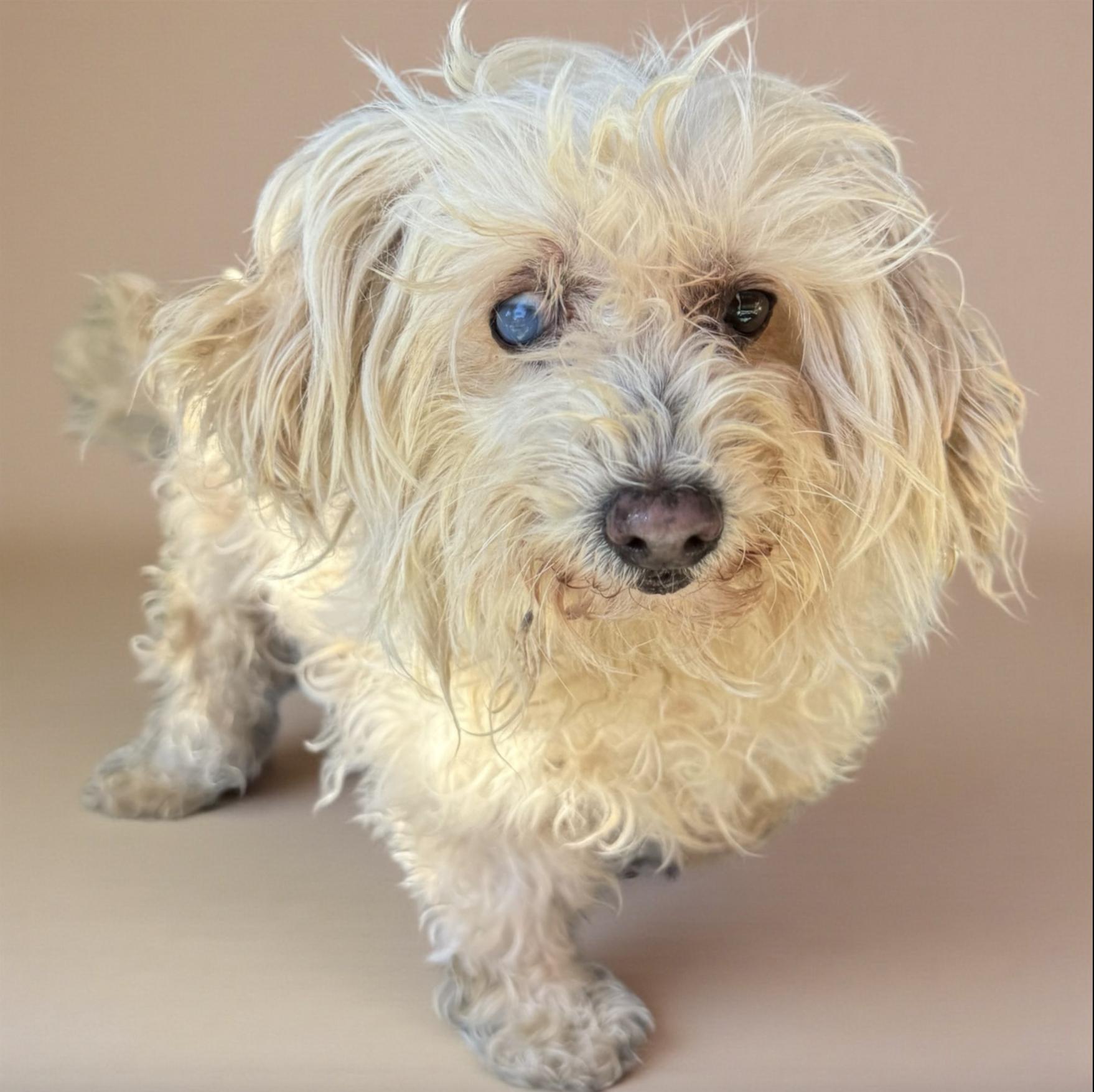 Enlarge Charlotte , an adopted Maltipoo in kalamazoo, MI image 2/4