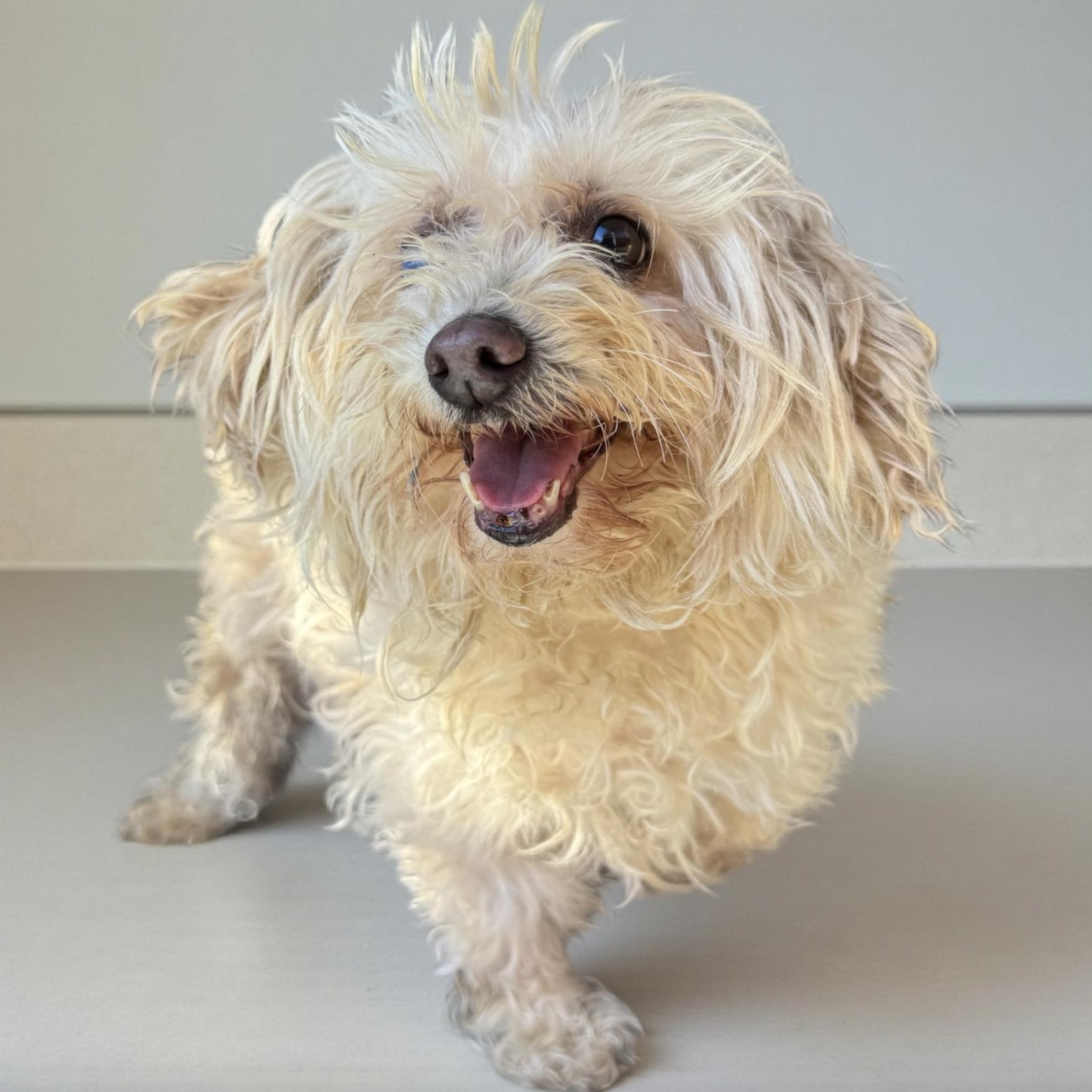 Charlotte , adopted, Senior Female Maltipoo.