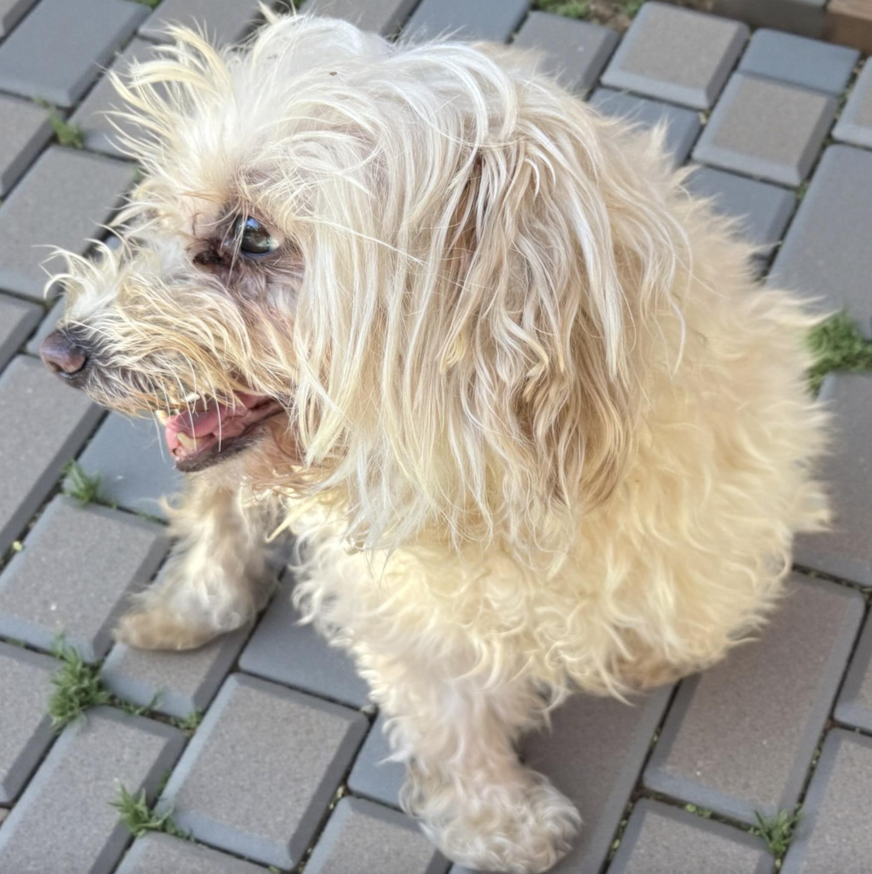 Enlarge Charlotte , an adopted Maltipoo in kalamazoo, MI image 3/4