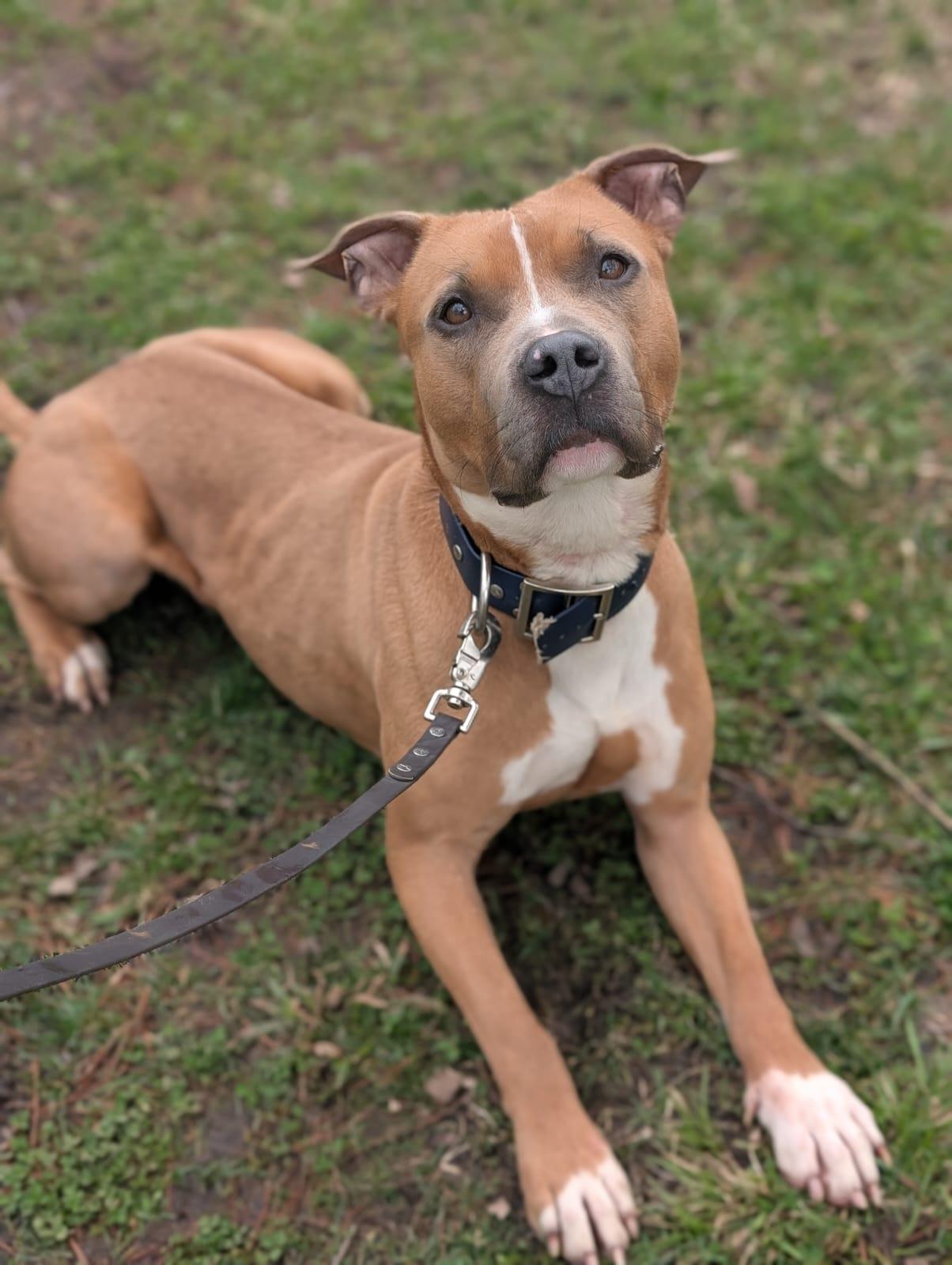 Petunia, Adoptable, Adult Female American Bulldog.