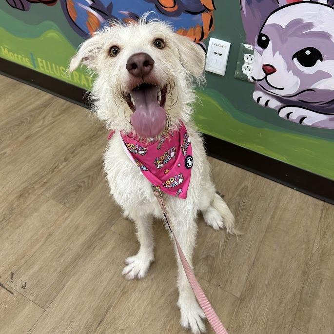 Lilo, Adoptable, Young Female Wirehaired Terrier & Mixed Breed.