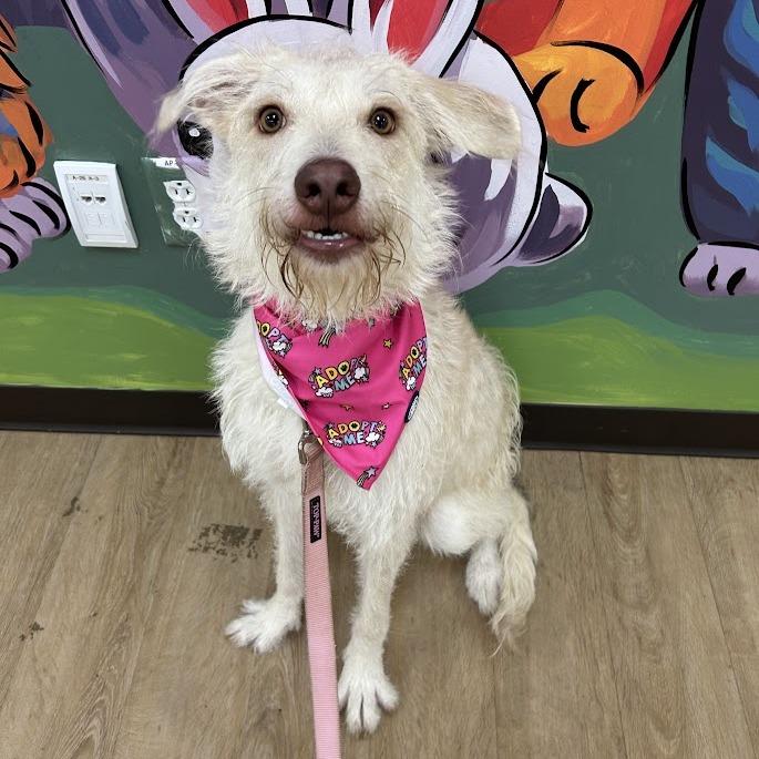 Enlarge Lilo, a Adoptable mixed breed in Verona, VA image 2/2