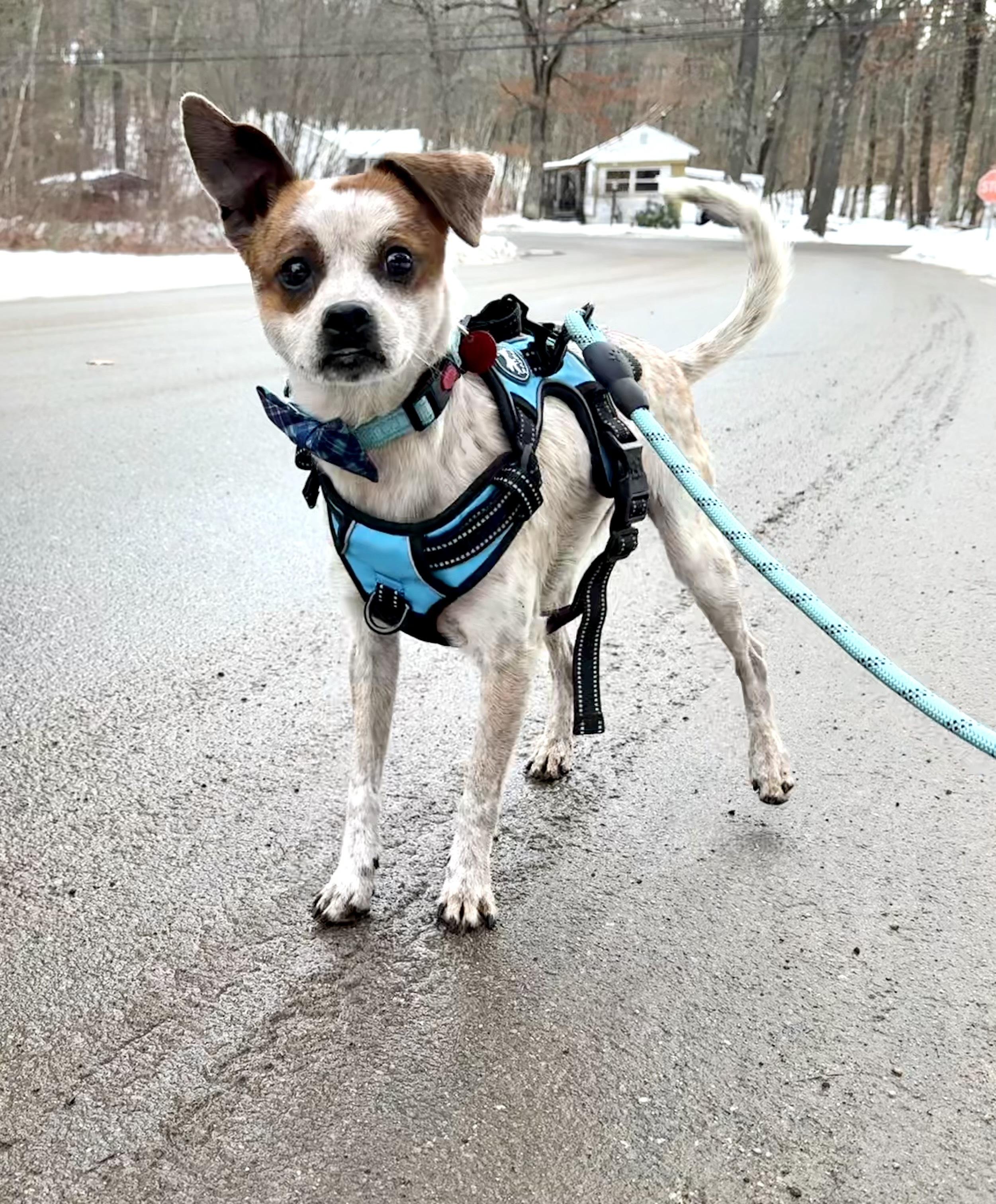 Mikey, an adopted mixed breed in Weare, NH image 1/6