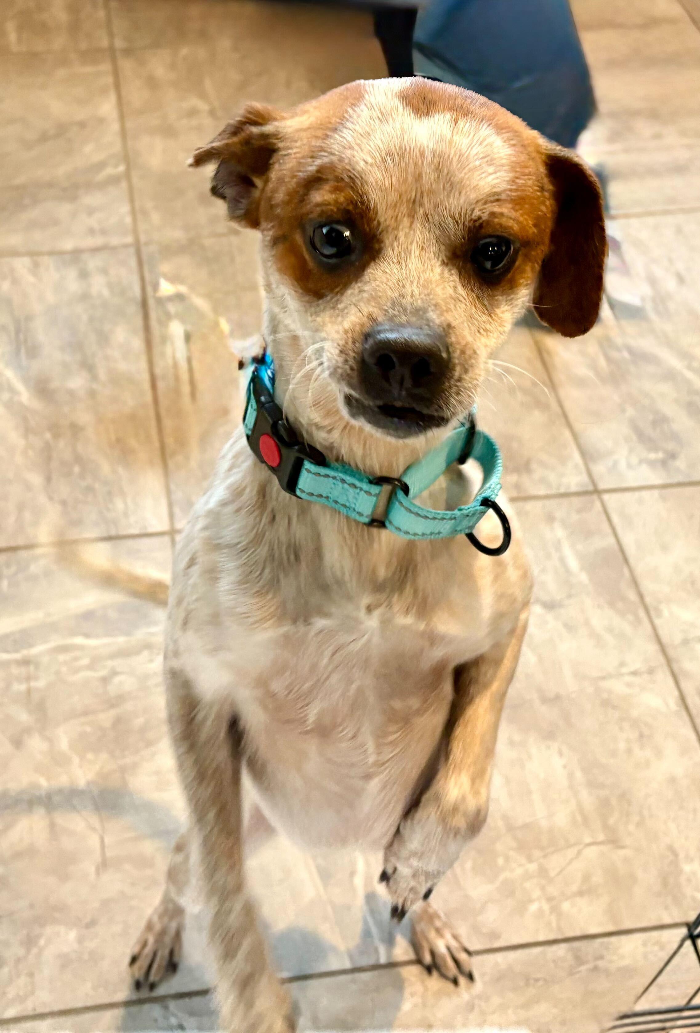 Mikey, an adopted mixed breed in Weare, NH image 5/6