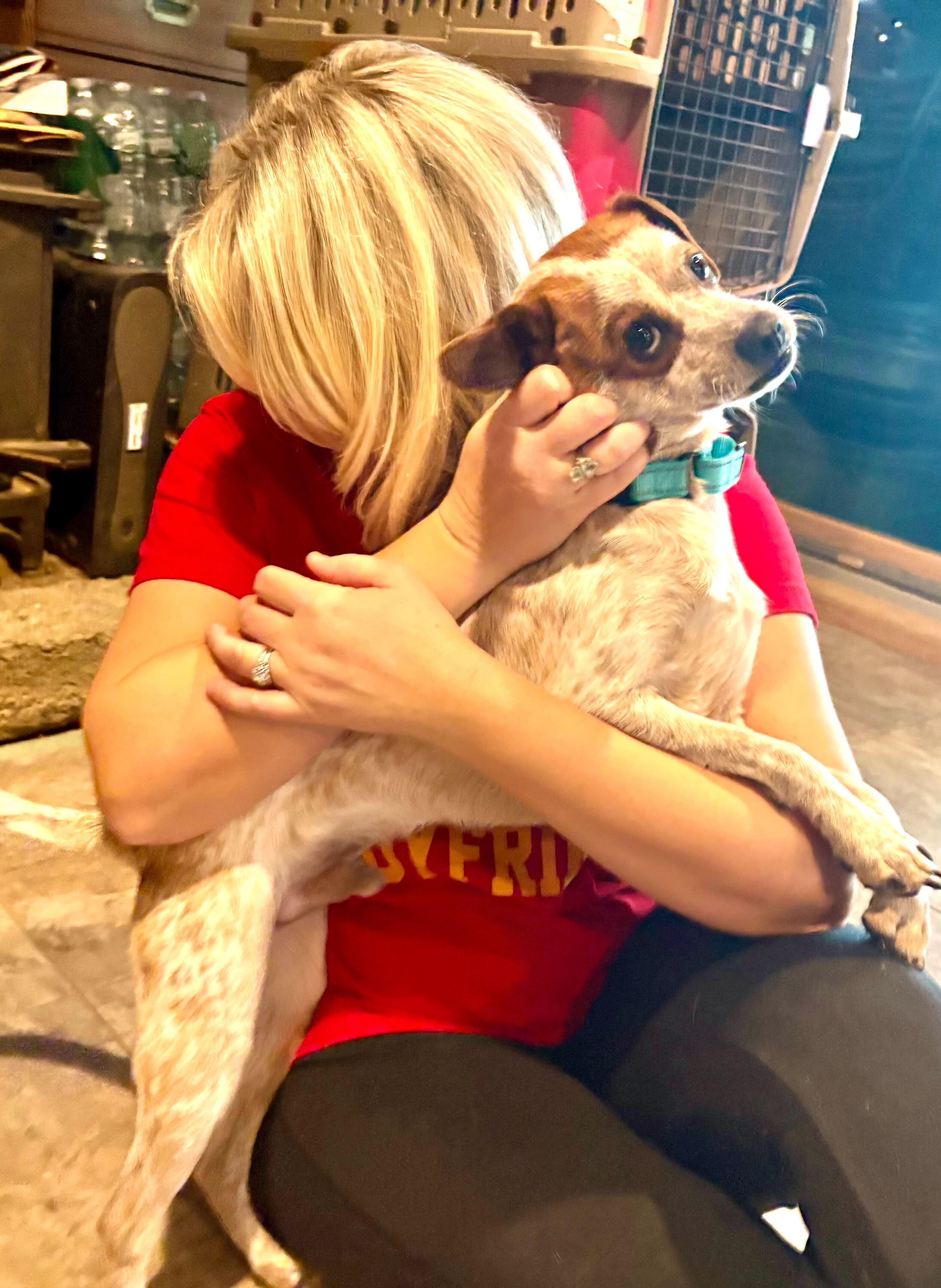 Mikey, an adopted mixed breed in Weare, NH image 6/6