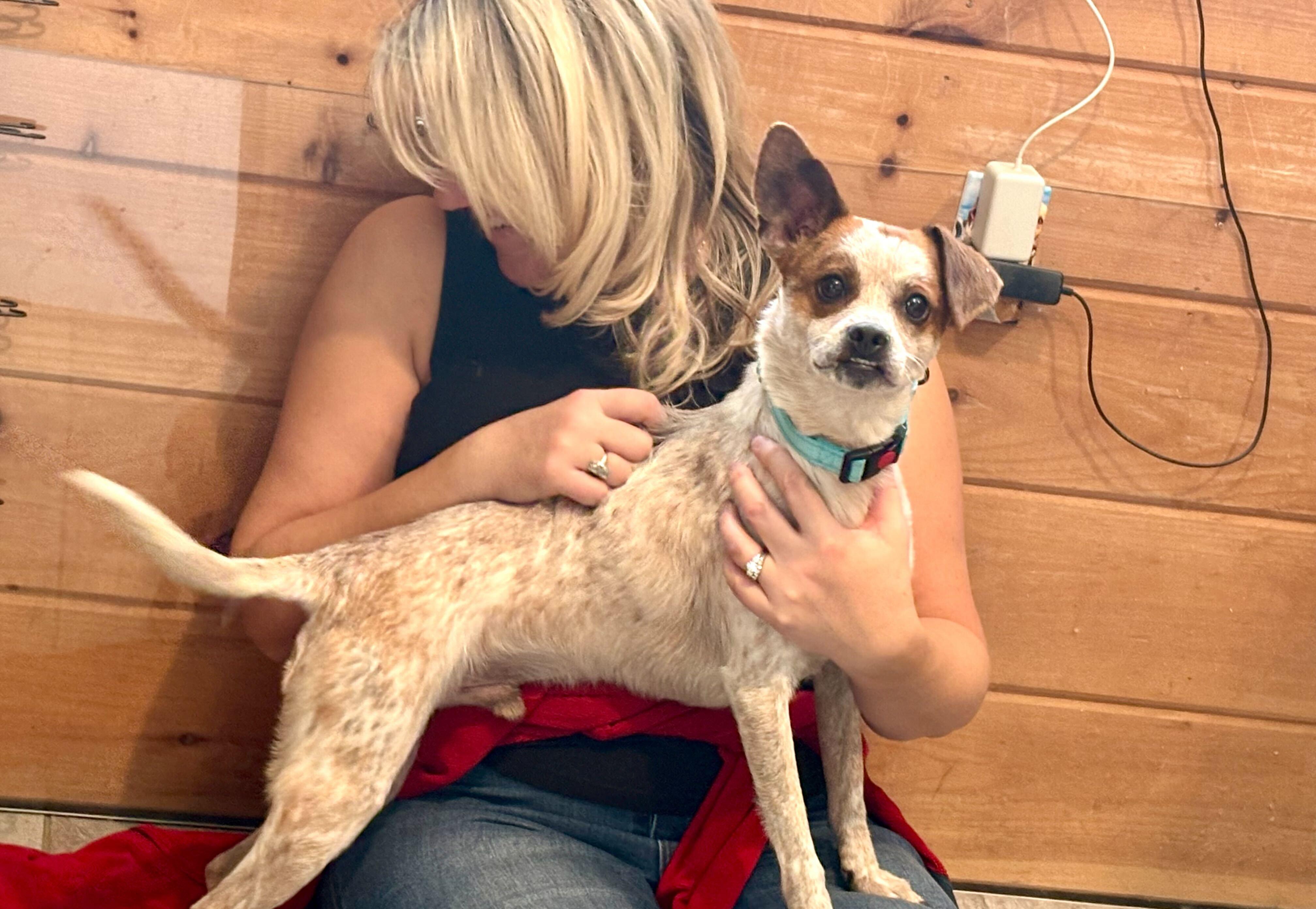 Mikey, an adopted mixed breed in Weare, NH image 4/6