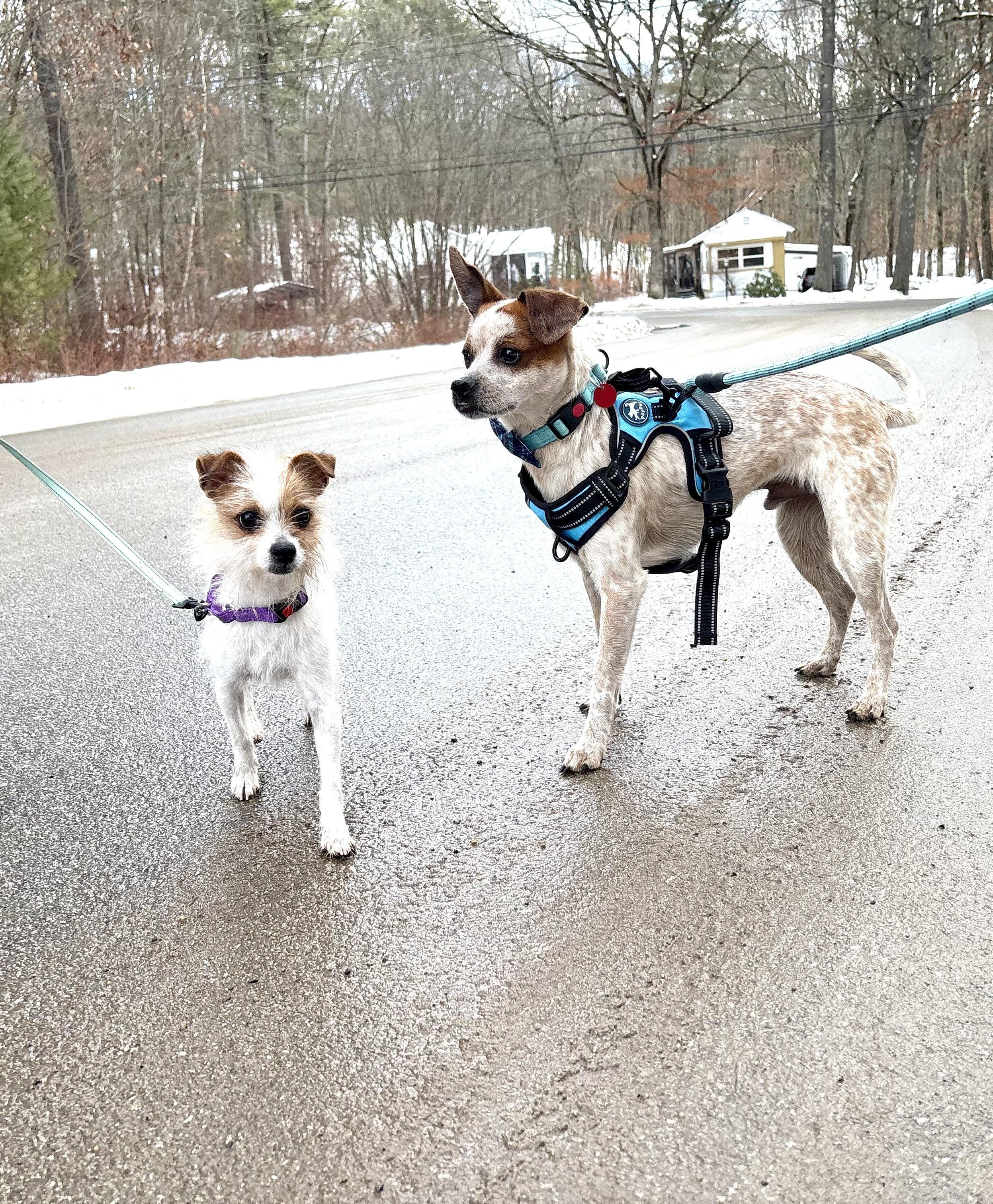 Mikey, an adopted mixed breed in Weare, NH image 3/6