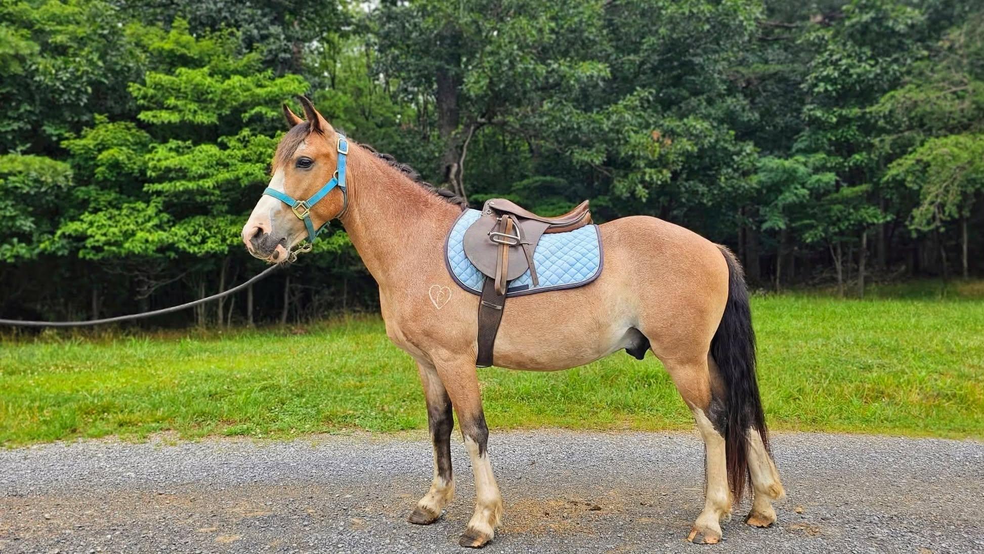 Curious George 2026 ATFO Showcase Division, ADOPTABLE, Young Male Pony.