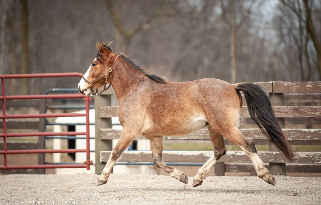 Enlarge Curious George 2026 ATFO Showcase Division, a Adoptable mixed breed in Huntington, WV image 4/6