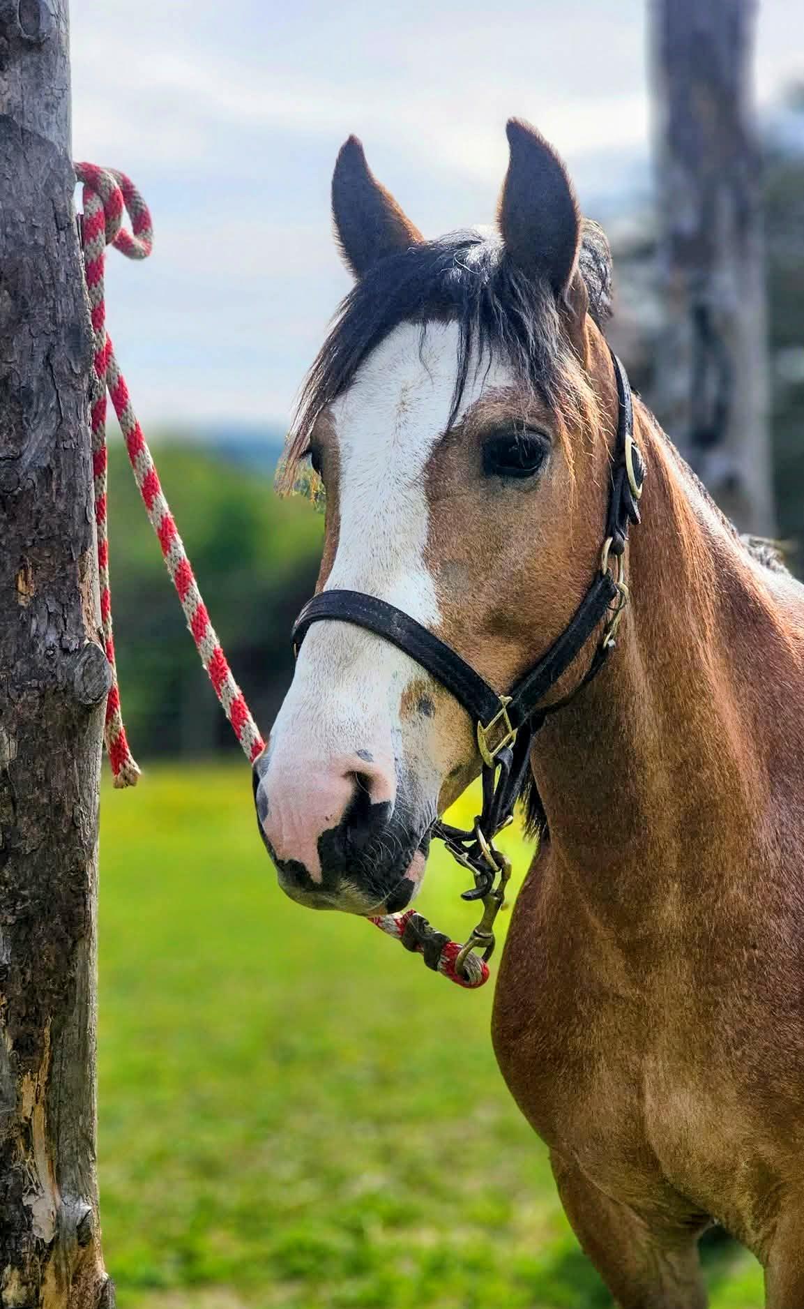 Enlarge Curious George 2026 ATFO Showcase Division, a Adoptable mixed breed in Huntington, WV image 2/6