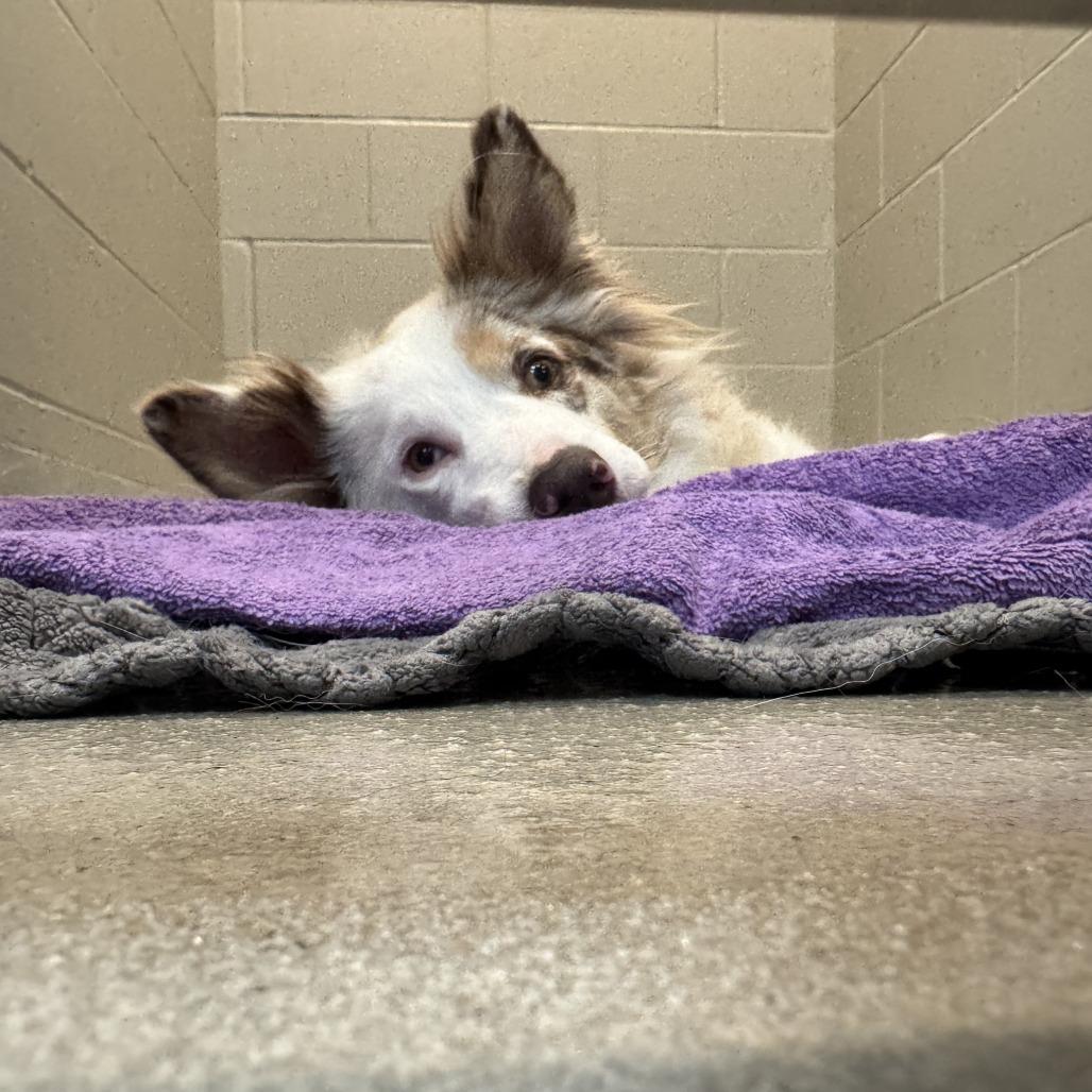 Matilda, Adoptable, Adult Female Australian Shepherd & Border Collie.