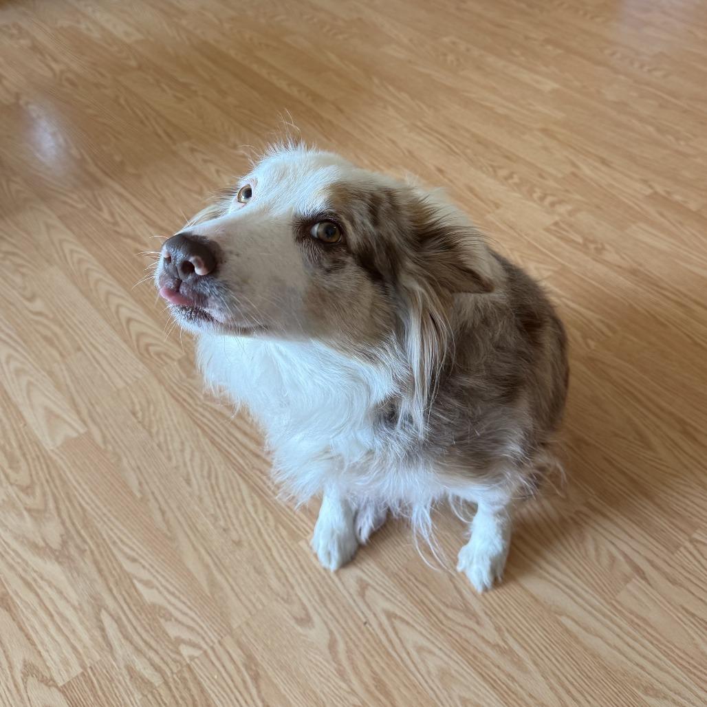 Enlarge Matilda, a Adoptable mixed breed in Eau Claire, WI image 2/6