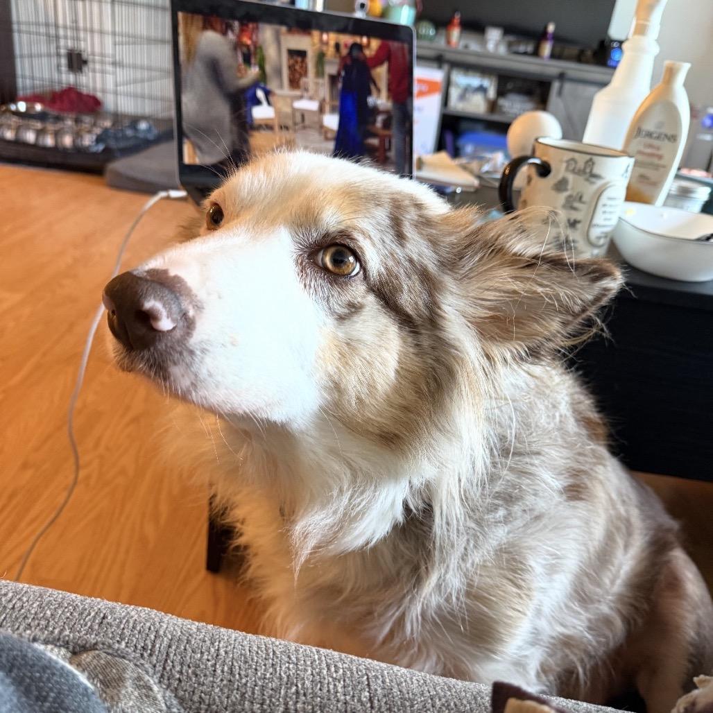 Enlarge Matilda, a Adoptable mixed breed in Eau Claire, WI image 3/6