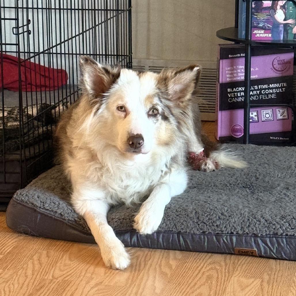Enlarge Matilda, a Adoptable mixed breed in Eau Claire, WI image 4/6
