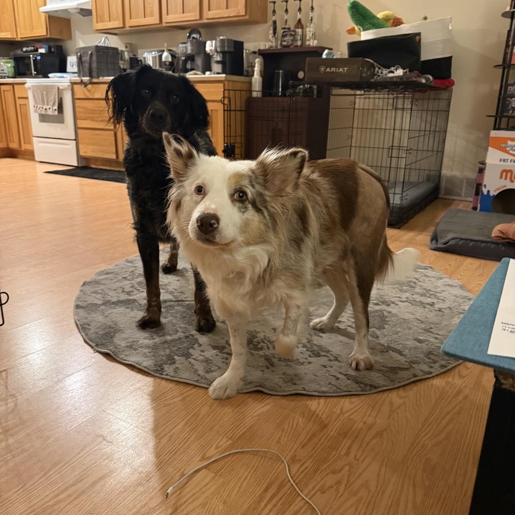 Enlarge Matilda, a Adoptable mixed breed in Eau Claire, WI image 6/6