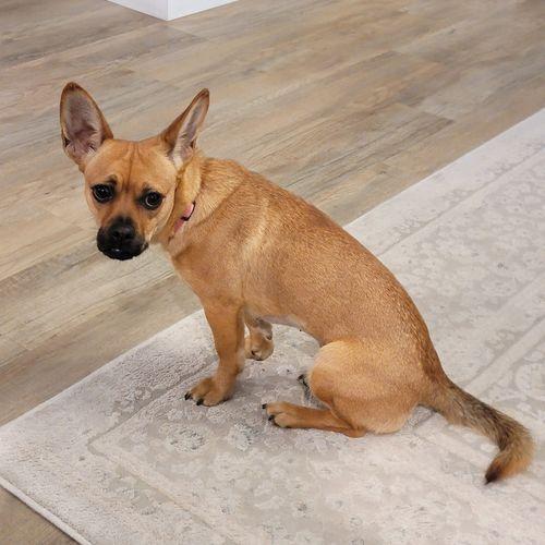 Enlarge Penelope, a ADOPTABLE mixed breed in Eugene, OR image 1/3