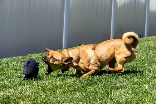 Enlarge Penelope, a ADOPTABLE mixed breed in Eugene, OR image 2/3