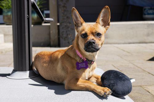 Enlarge Penelope, a ADOPTABLE mixed breed in Eugene, OR image 3/3