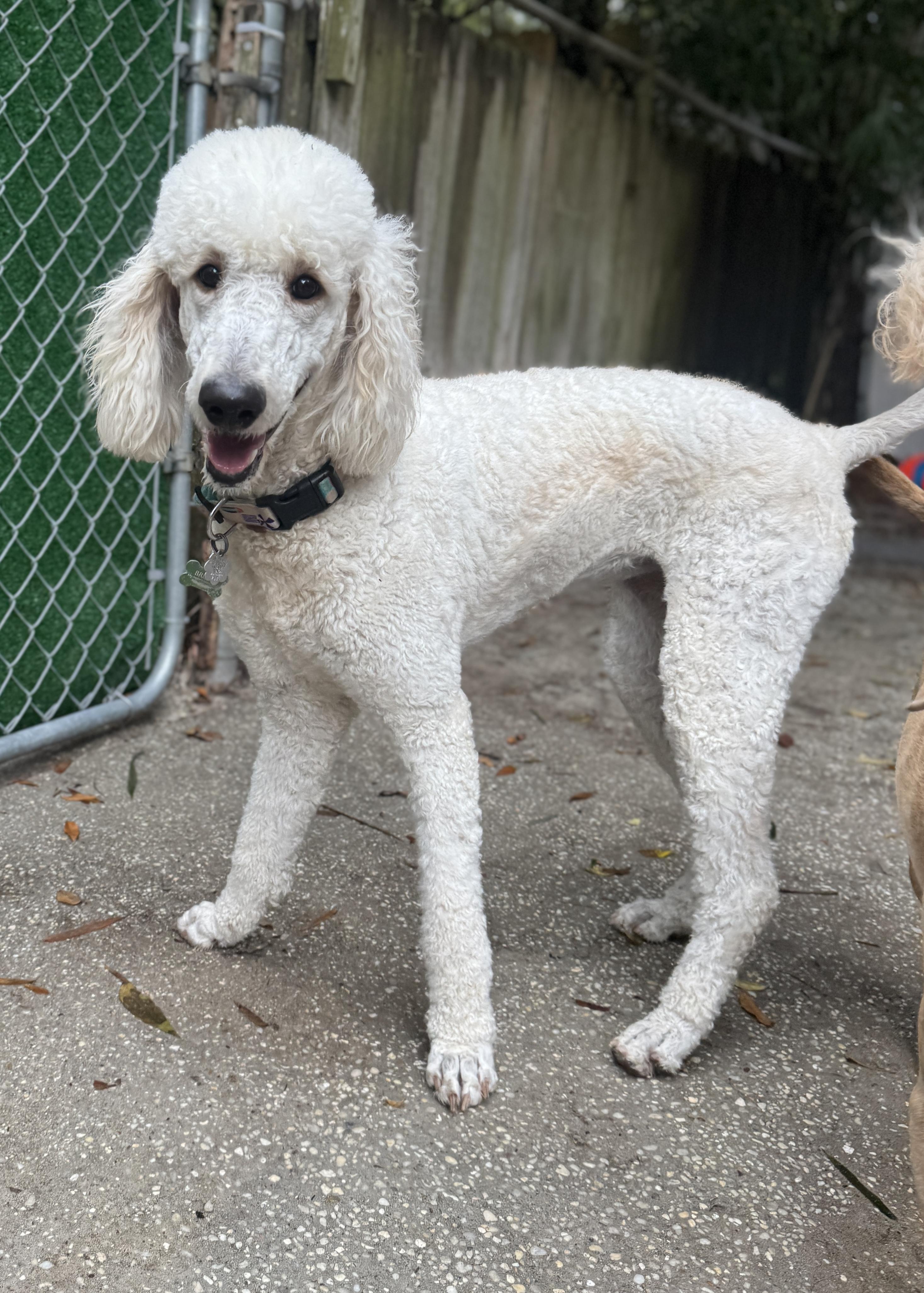 Breeze, ADOPTABLE, Young Female Poodle.