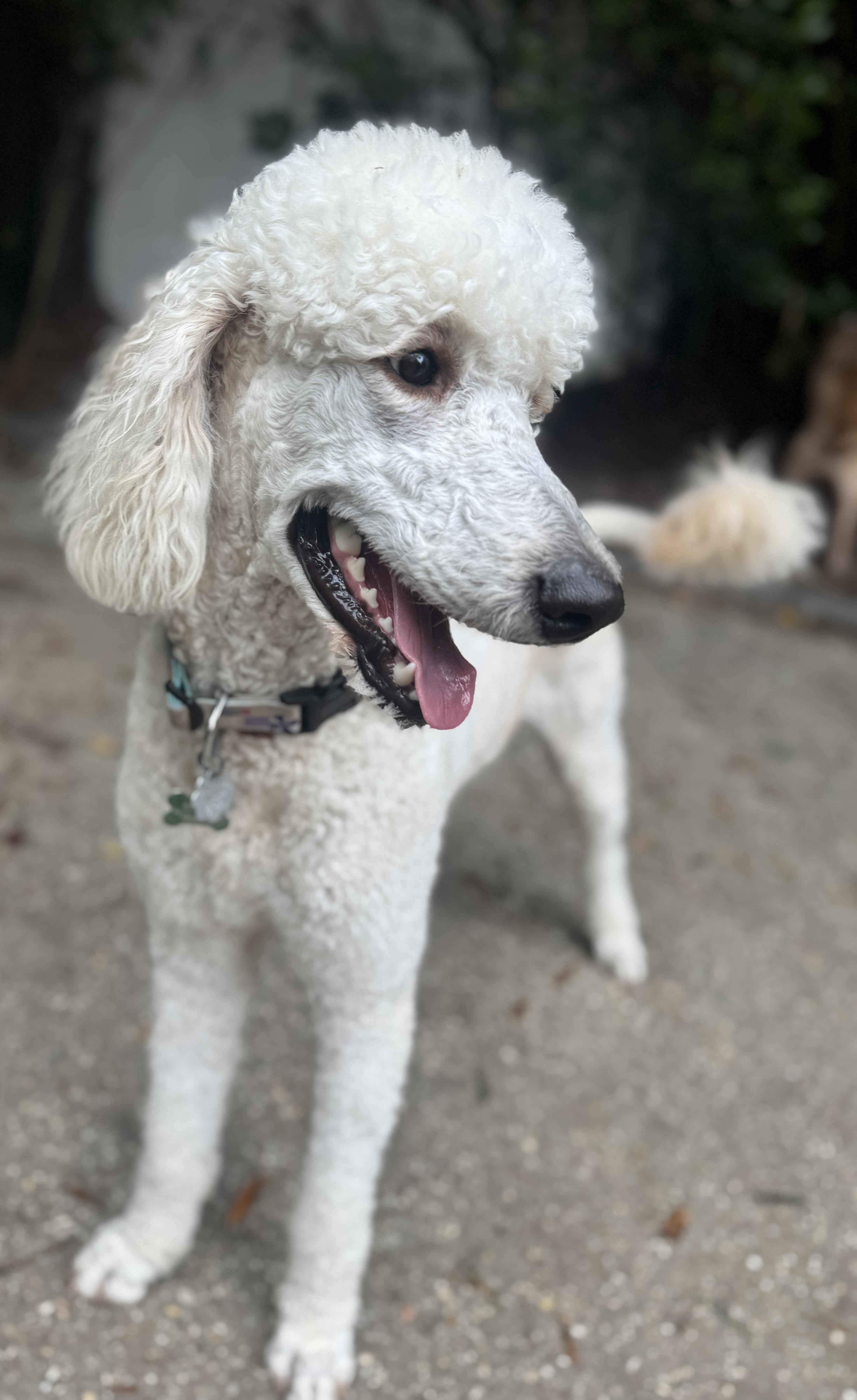 Enlarge Breeze, a ADOPTABLE mixed breed in Navarre, FL image 2/5